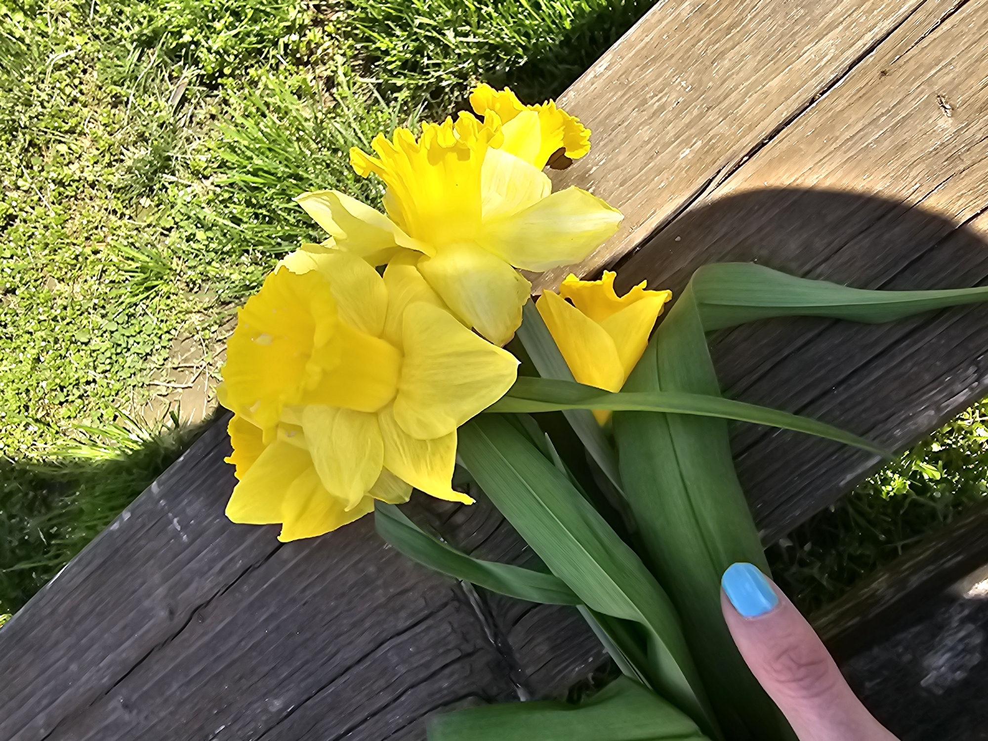 Woman photographs daffodils, takes selfie in Gabrovo park