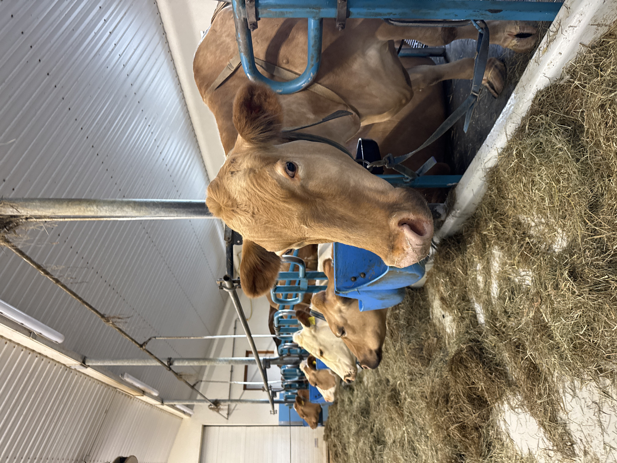 Iceland dairy farm and restaurant documented during evening visit