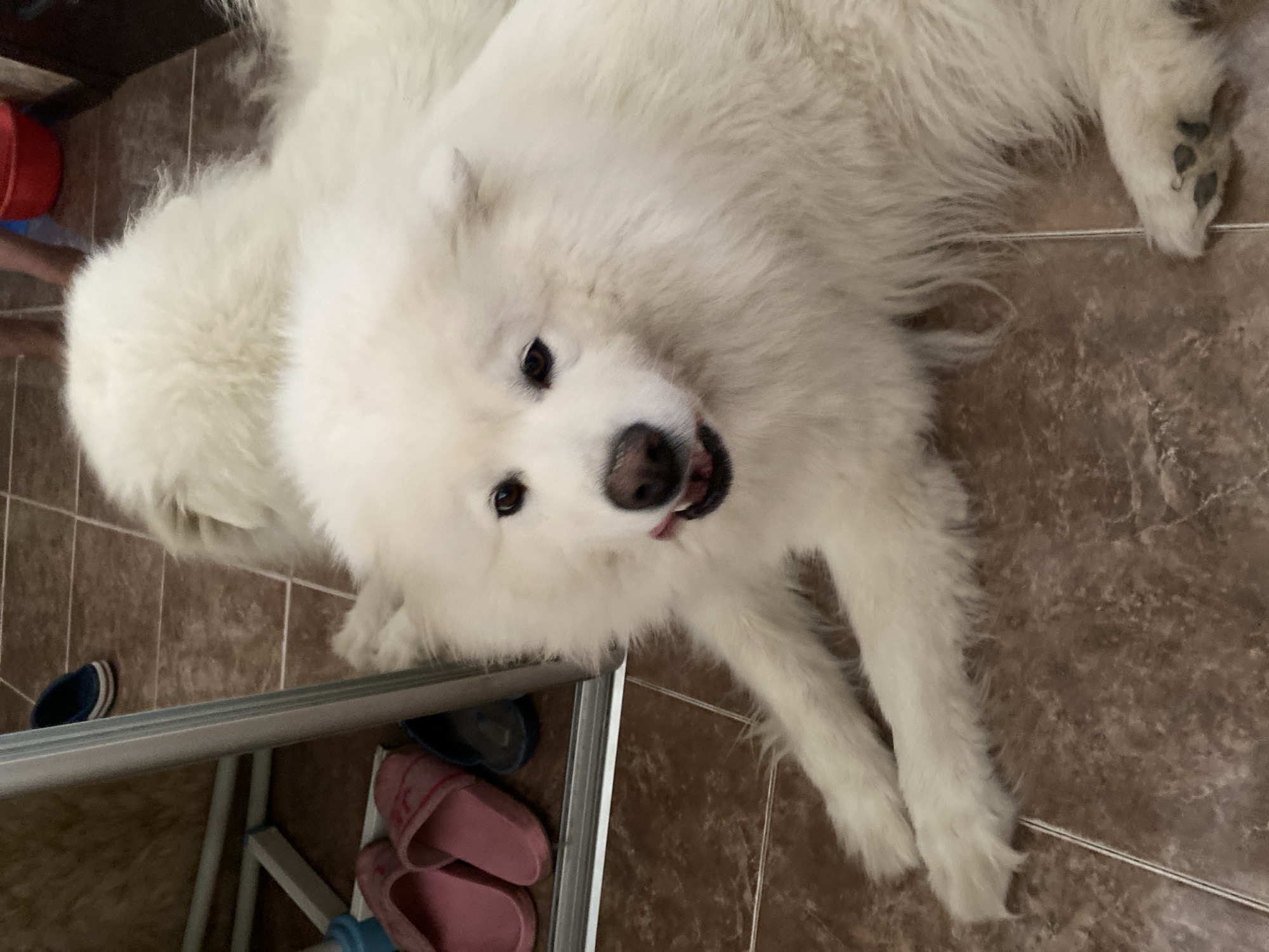 Samoyed dog fully chilling on a tiled patio