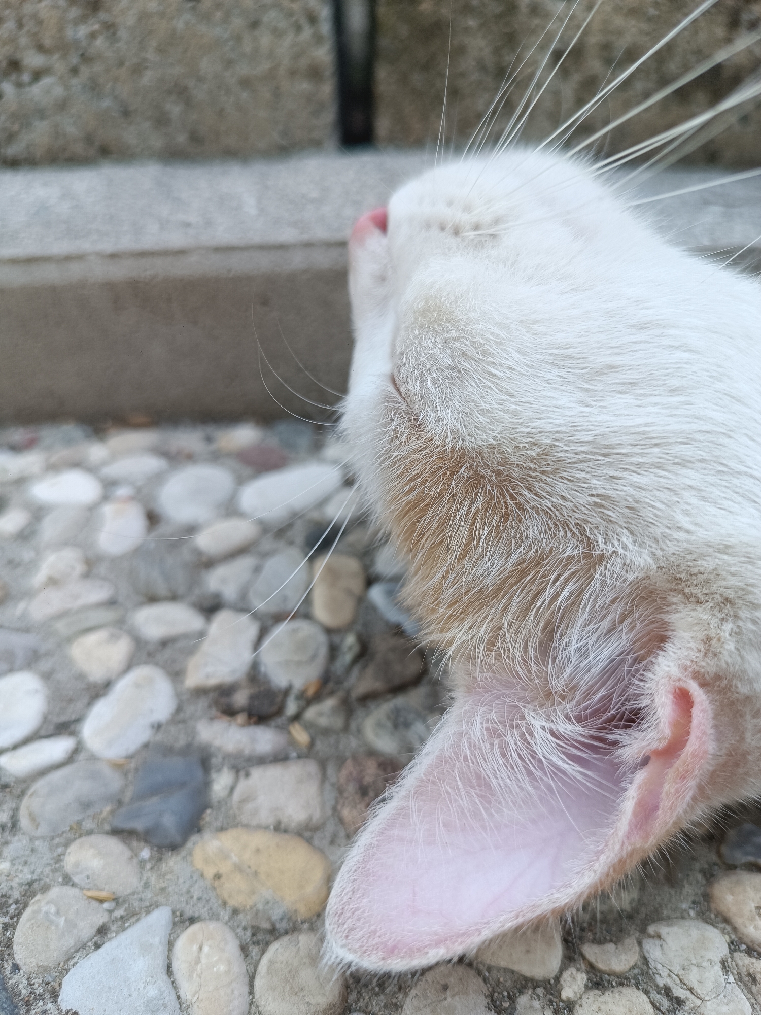 Cats on the patio, vegetables on the stove in Viadana