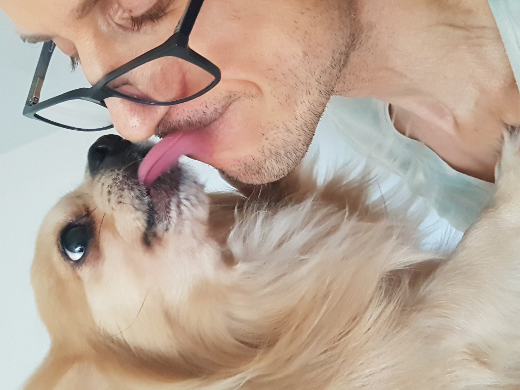 Person plays with small Chihuahua in Saint Petersburg apartment