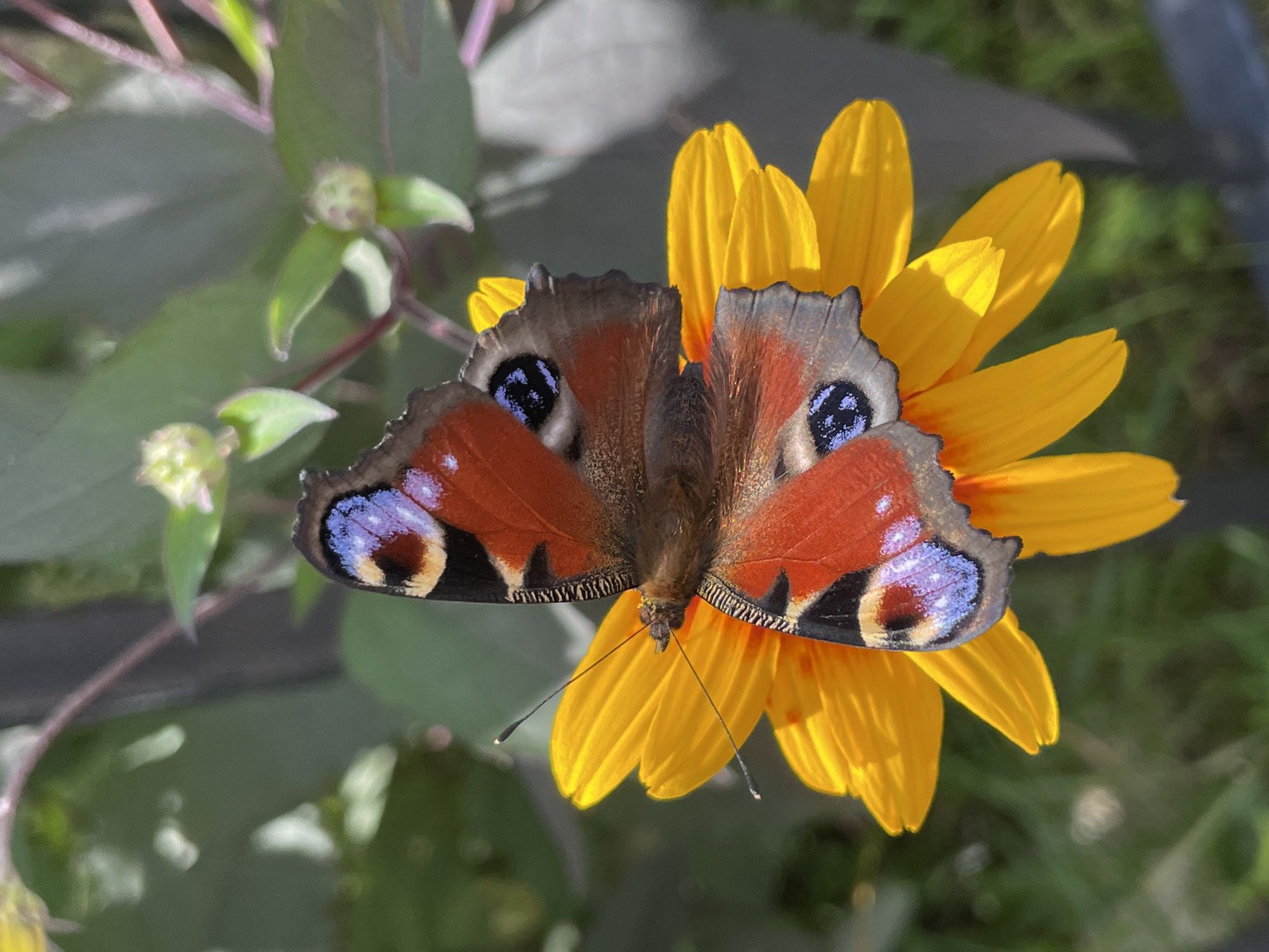 Butterflies, blooms, and a child's summer morning in Izhevsk