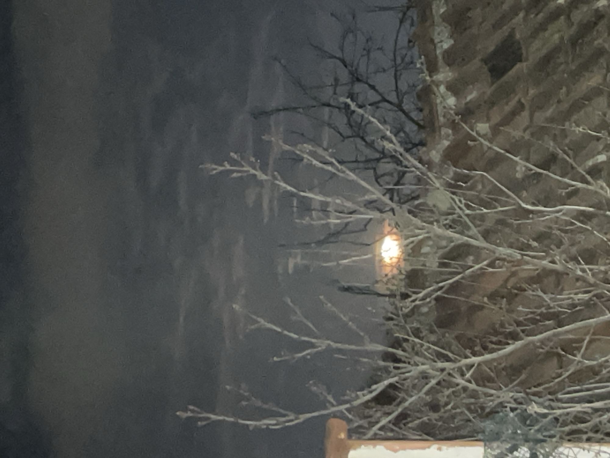 Moon viewed through bare branches in Varna night scene