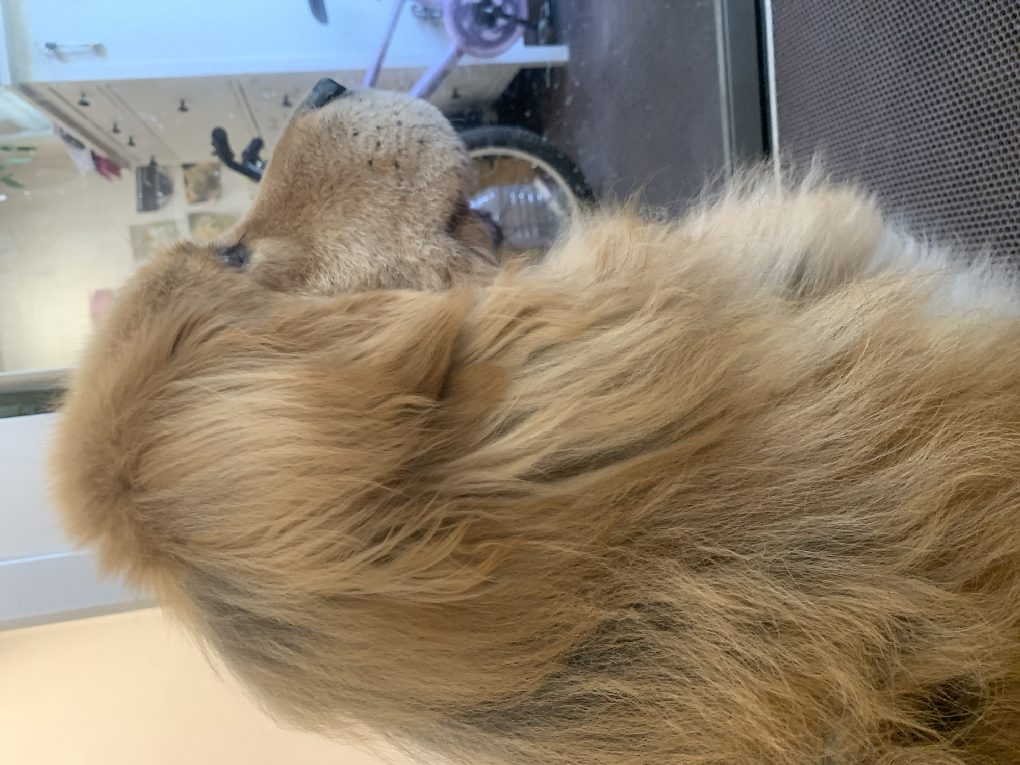 Cats and a golden retriever in casual close-up portraits