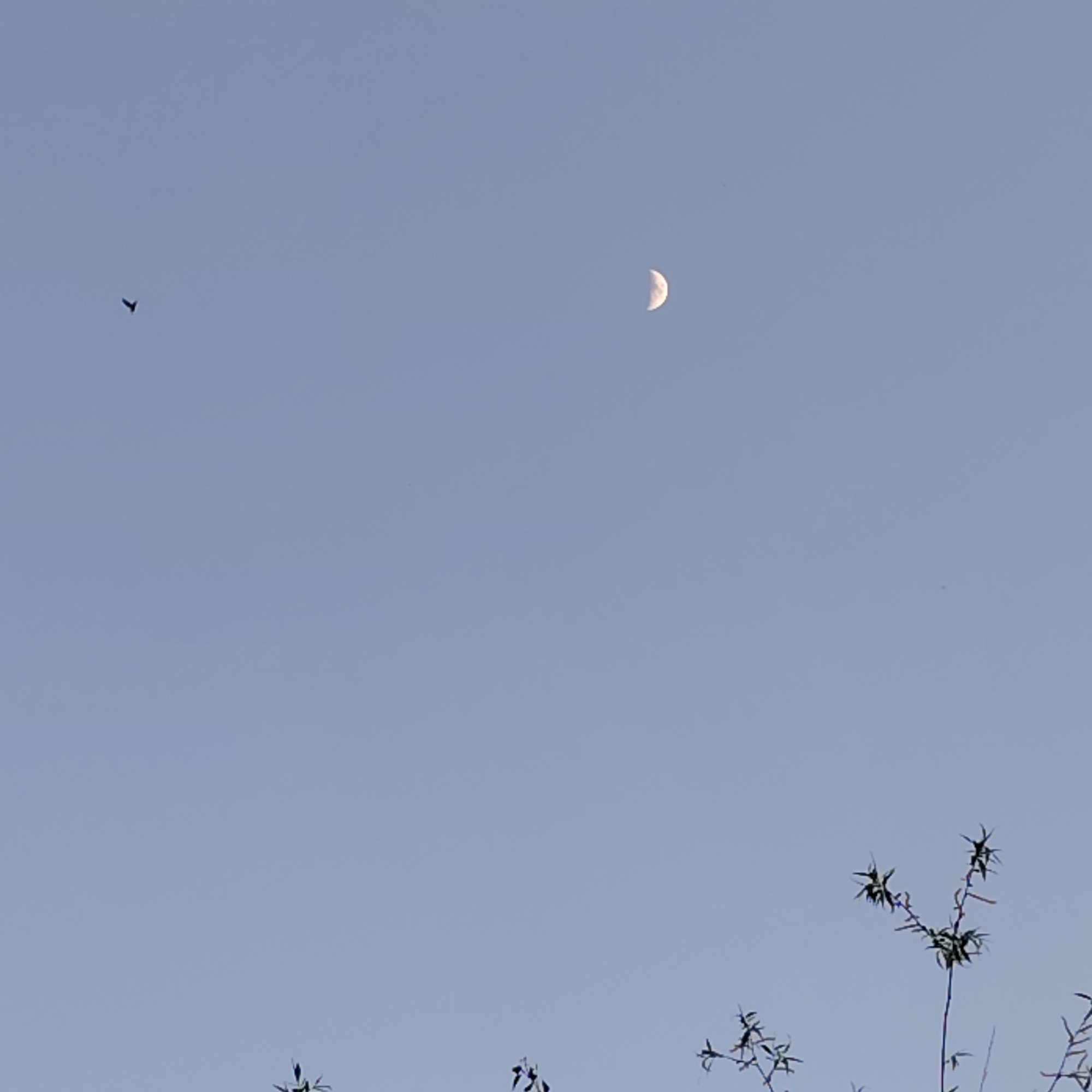 Afternoon nature walk documented across Riga's fields and birch groves