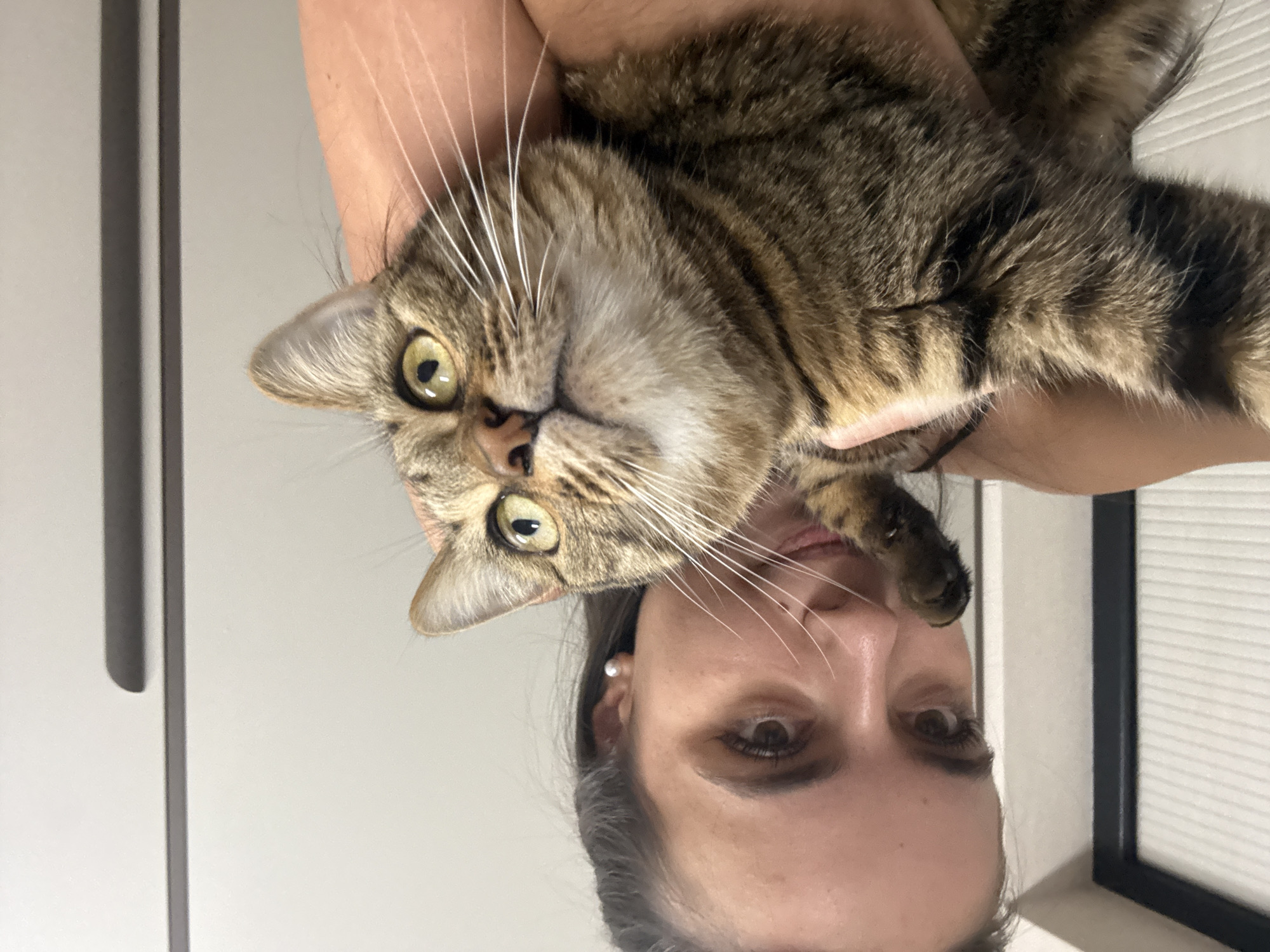 A tabby cat photographed from every angle at home
