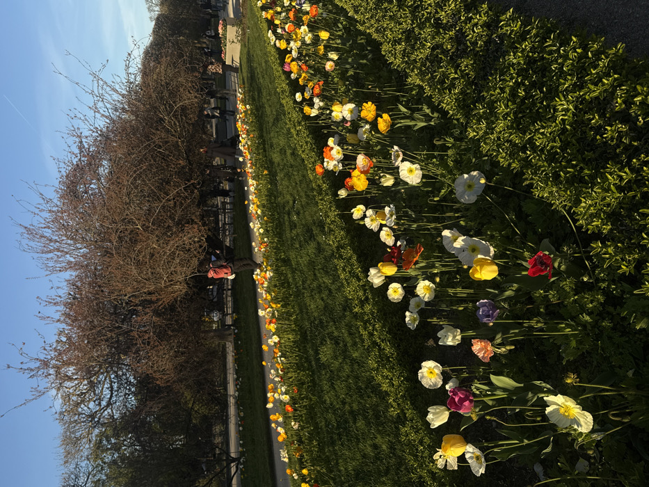 Parisian gardens documented under clear skies during late afternoon