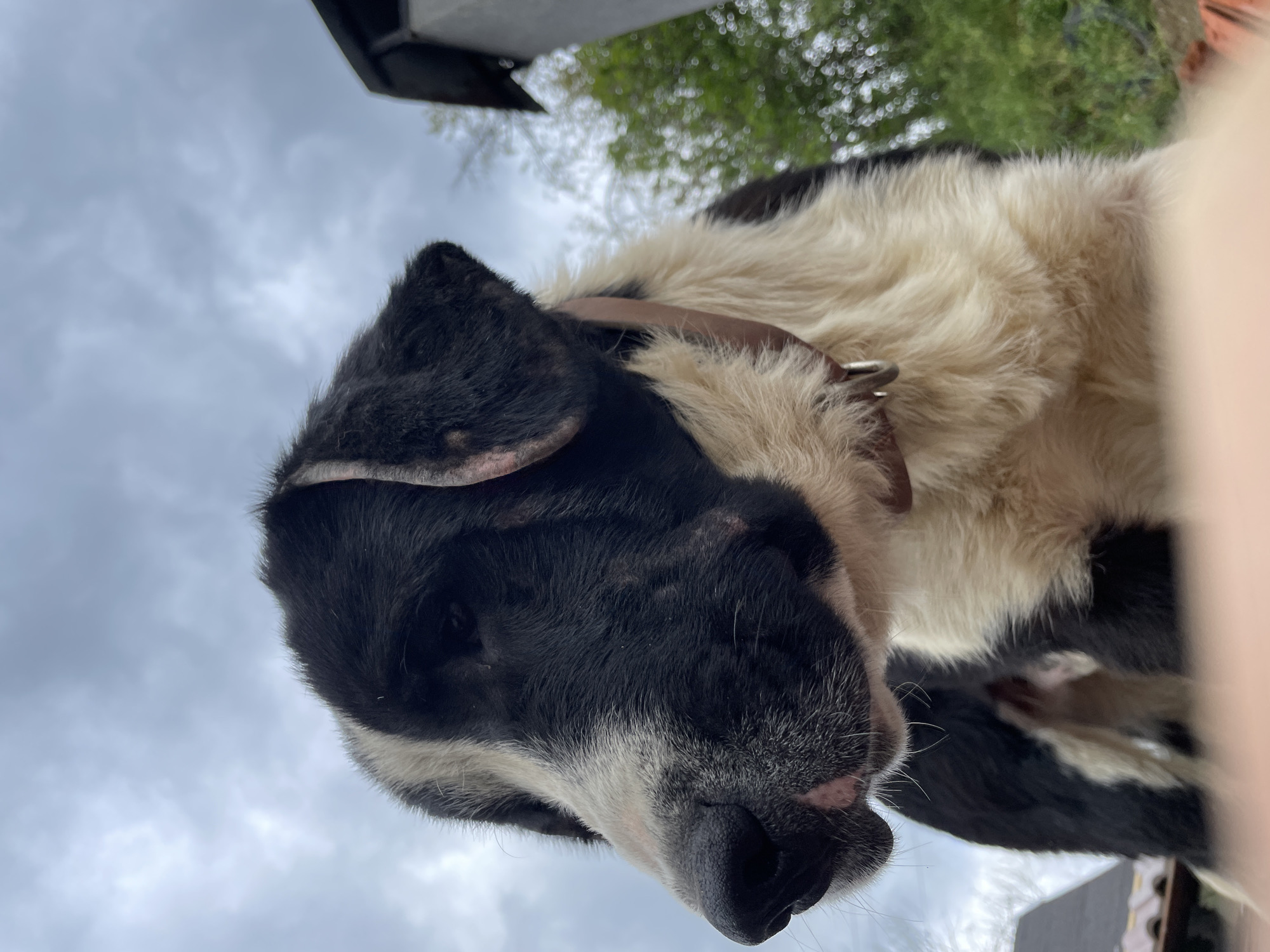 Dog photographed in multiple poses in Zlatograd, Bulgaria