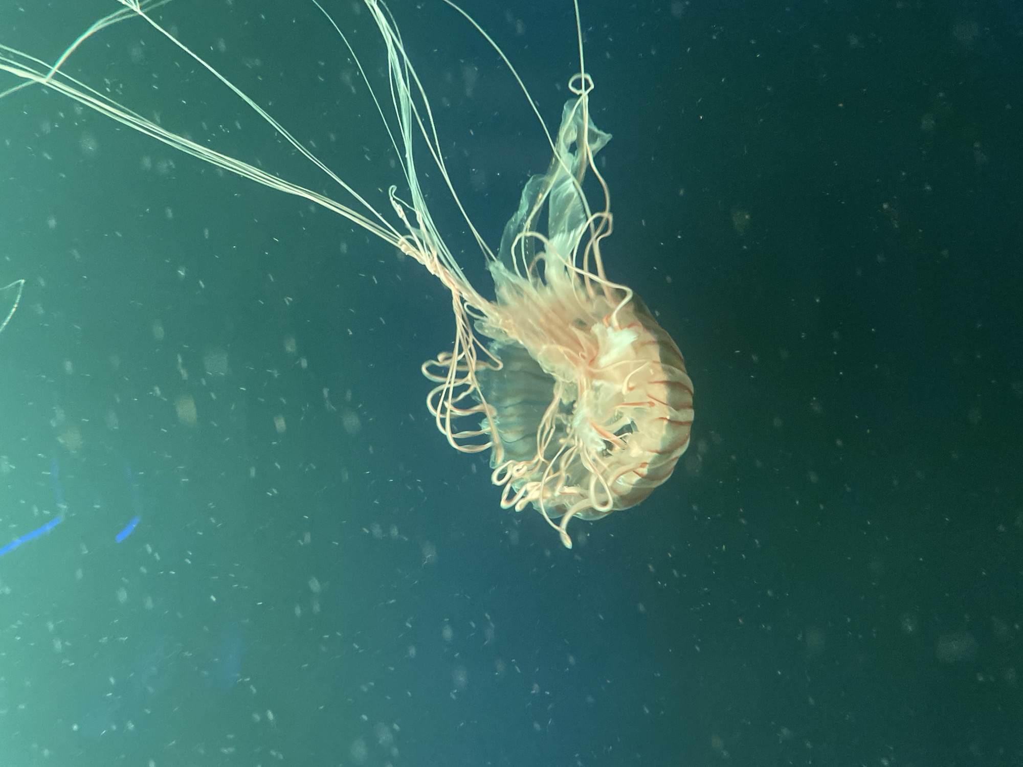 Jellyfish tanks and penguins at a London aquarium