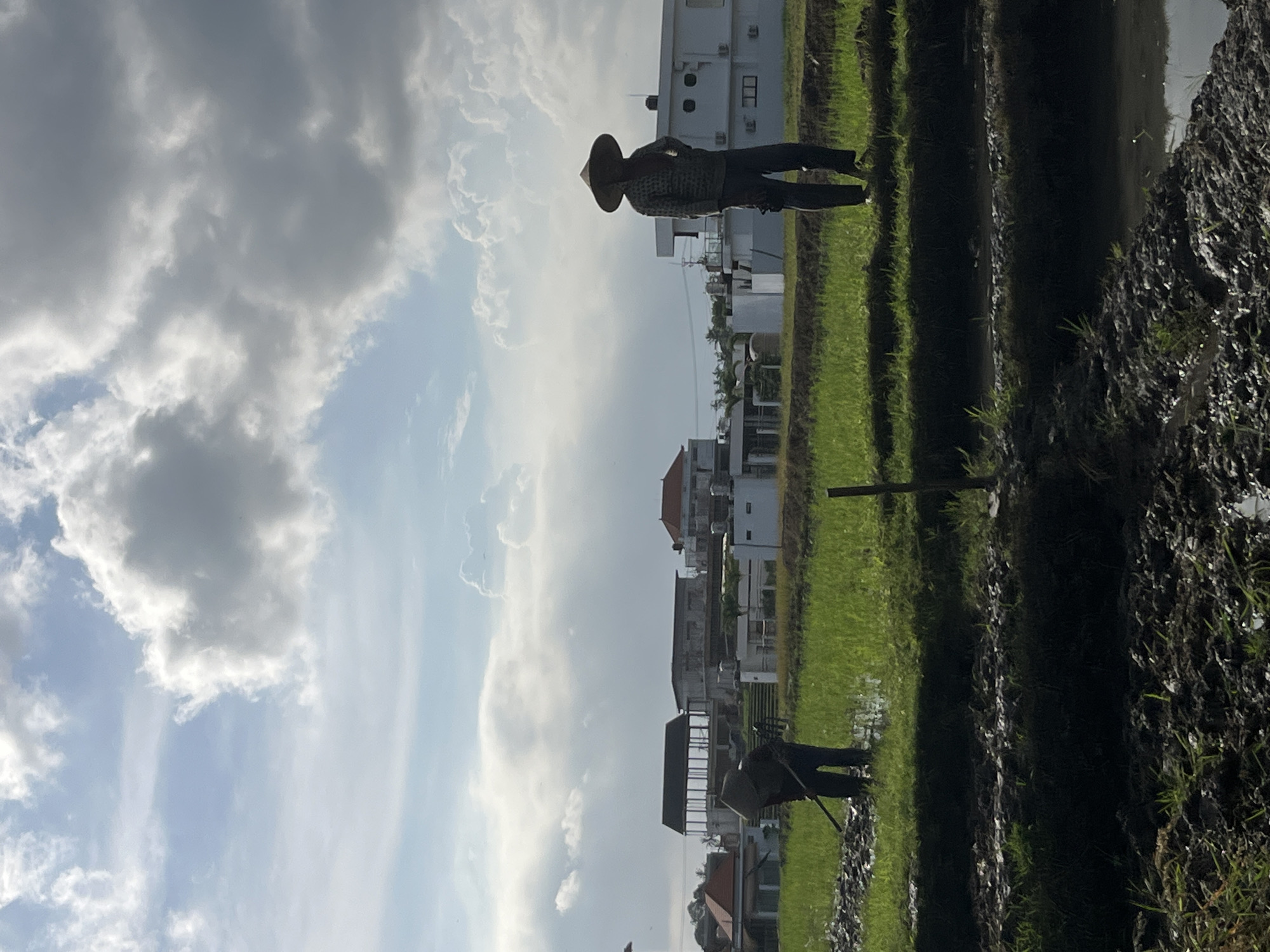 Rice farmers tend young crops in Mengwi paddies