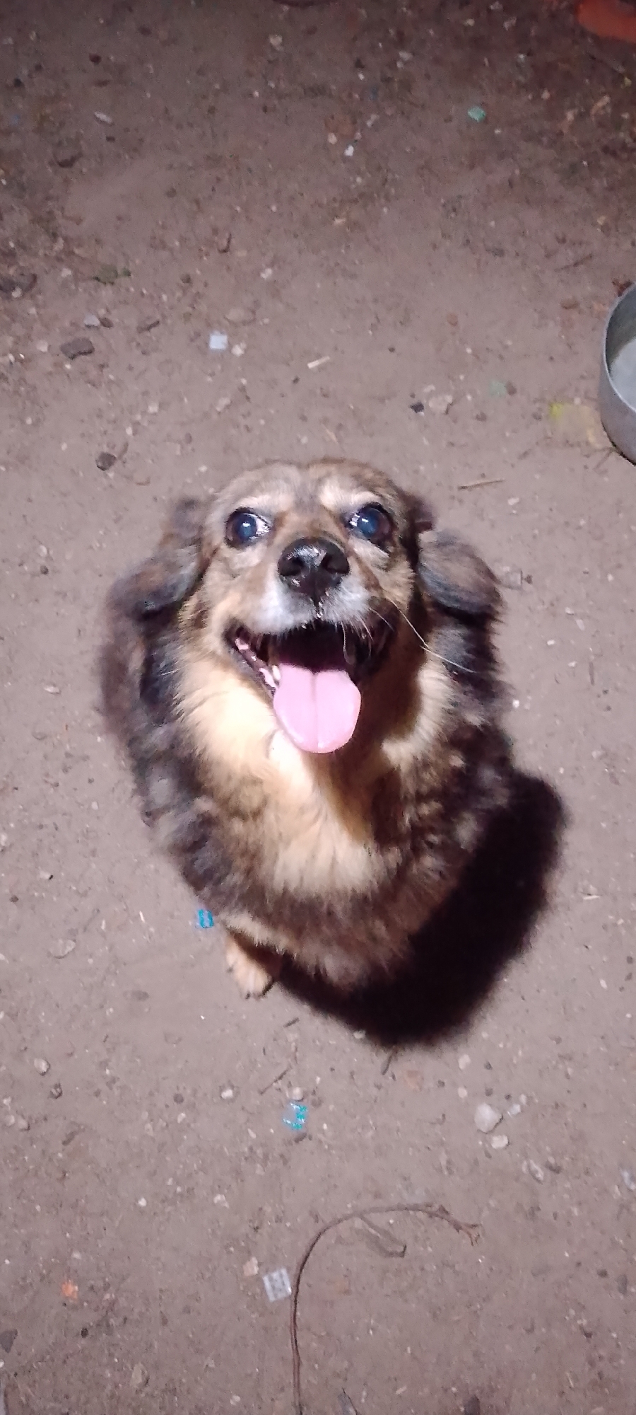 Dogs, flowers, and an evening out in Belgorod