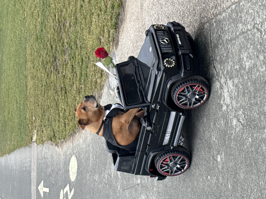 Valentine's Day lakeside strolls and toy car dog in Annecy