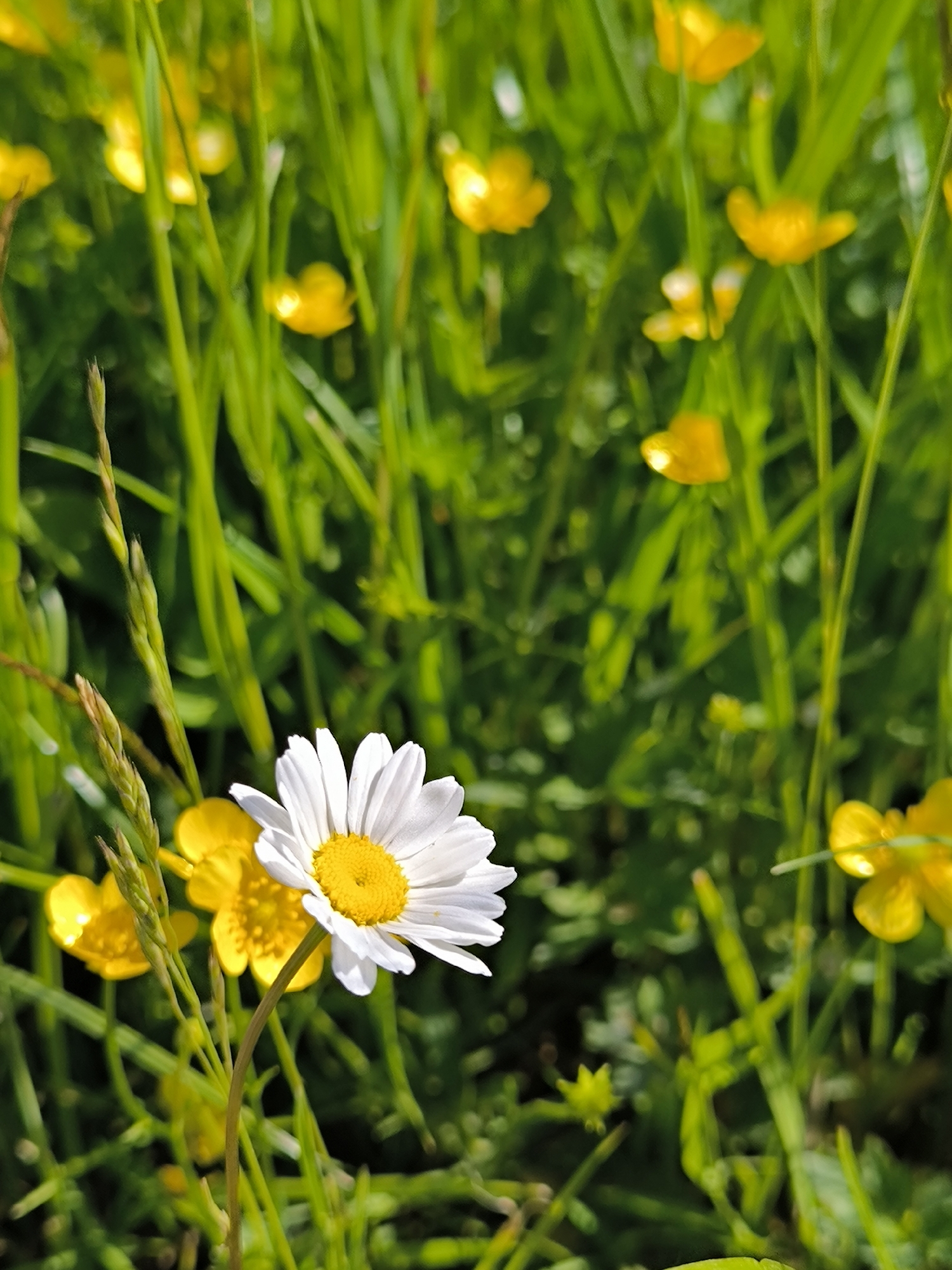 Wildflower photography session documented in rural Laskino, Russia