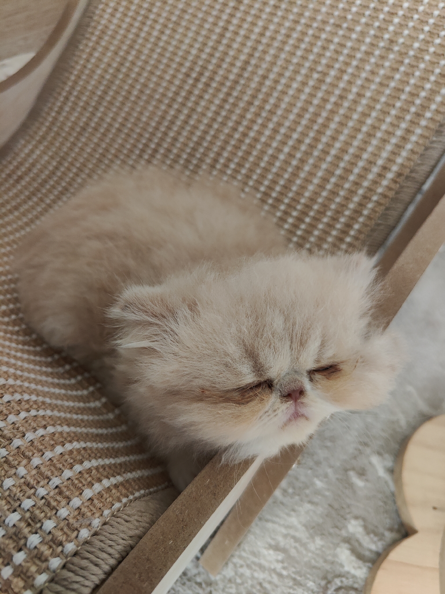 Cats napping, a Yorkie playing — a quiet afternoon at home