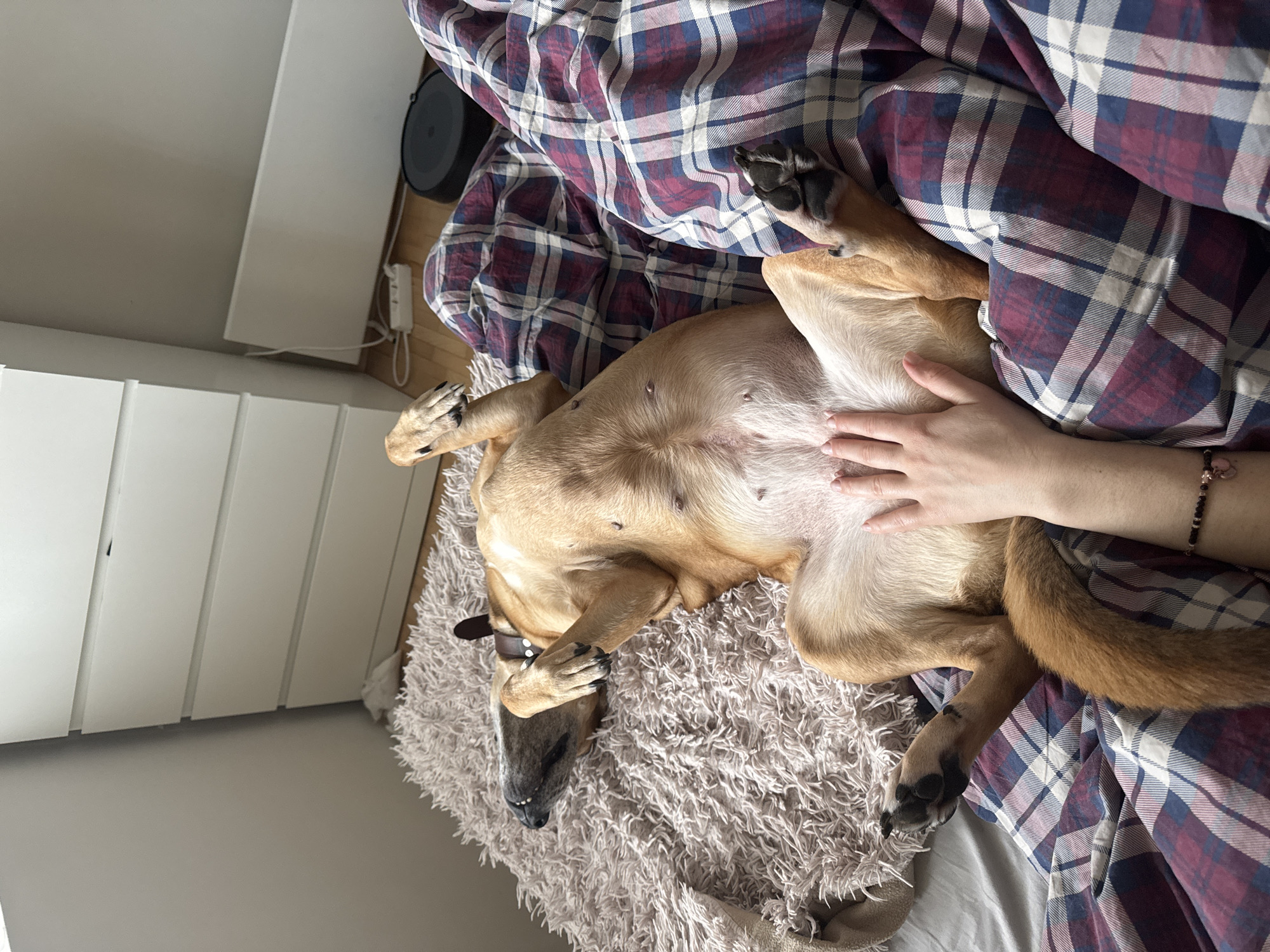 Dog enjoys morning belly rubs in Sofia bedroom
