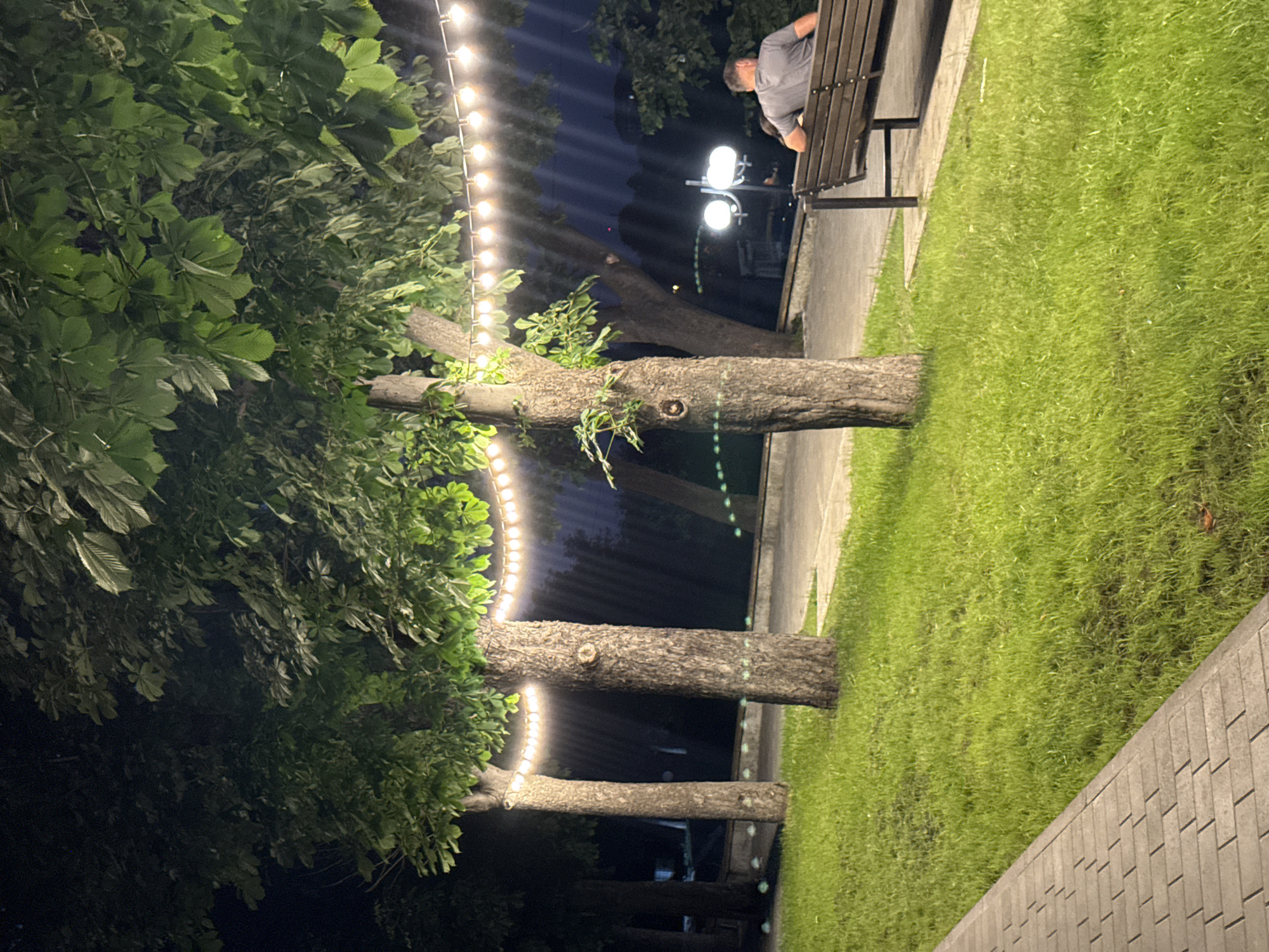 Nighttime park tree in Novokuli, Russia