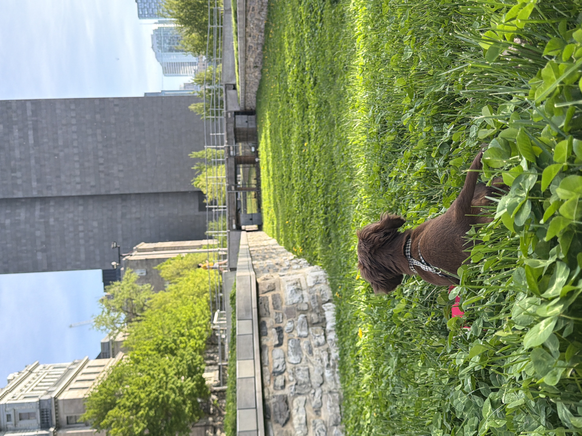 Cocker Spaniel spotted in Montreal clover patch