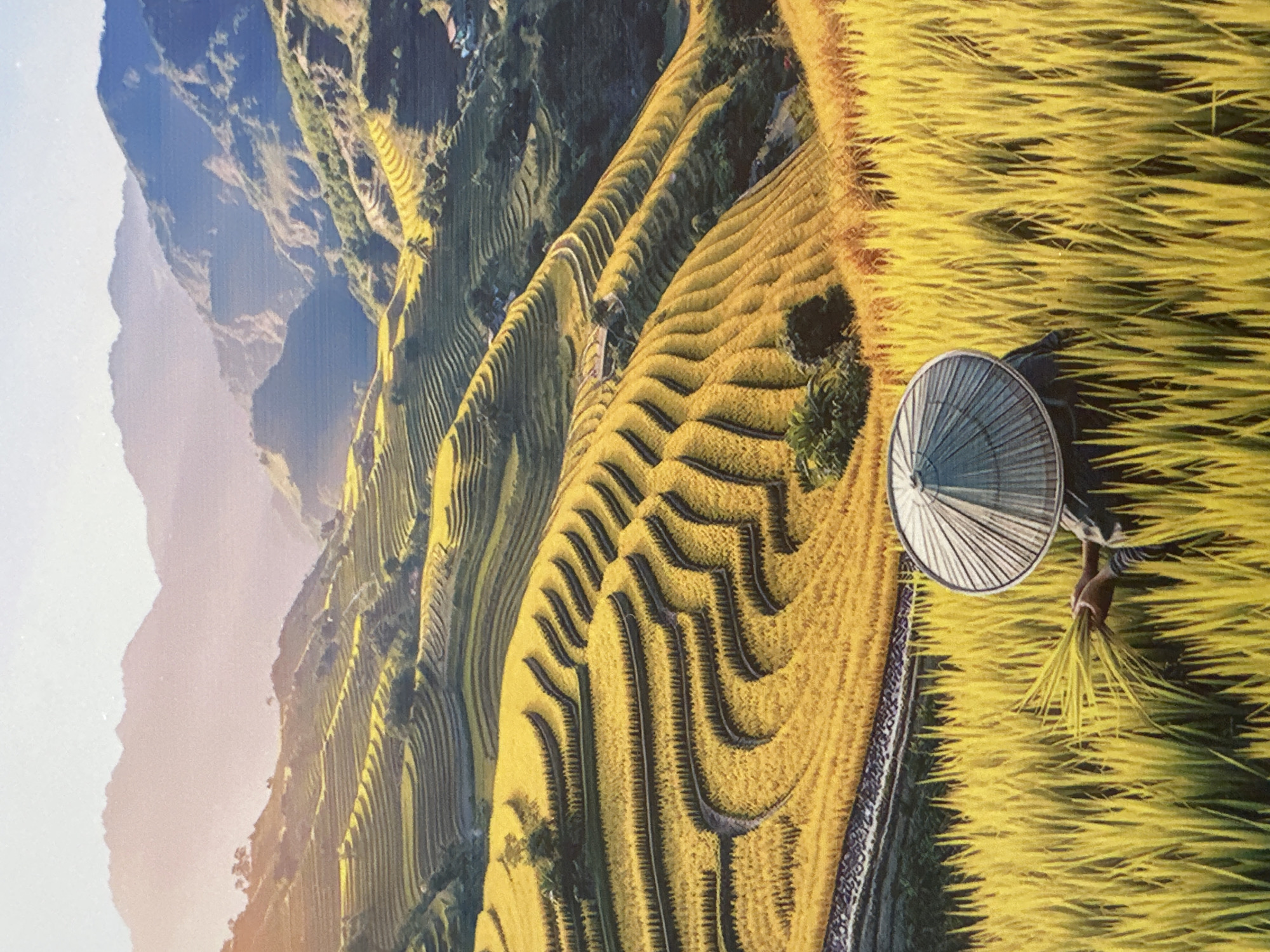 Rice harvest documented in Vietnamese village terraced fields