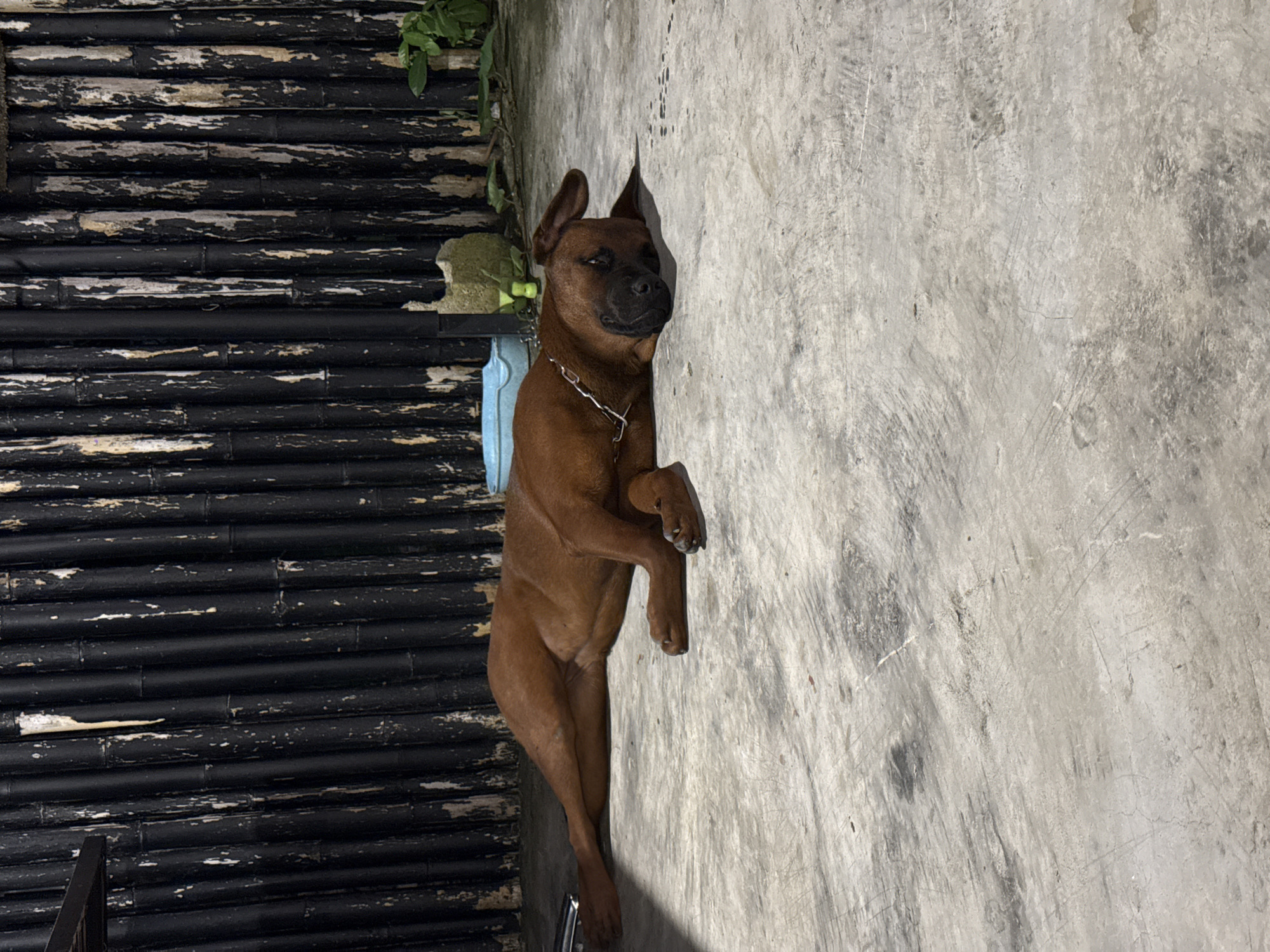 Cats, a macaw, and a dog hanging out in Wichit