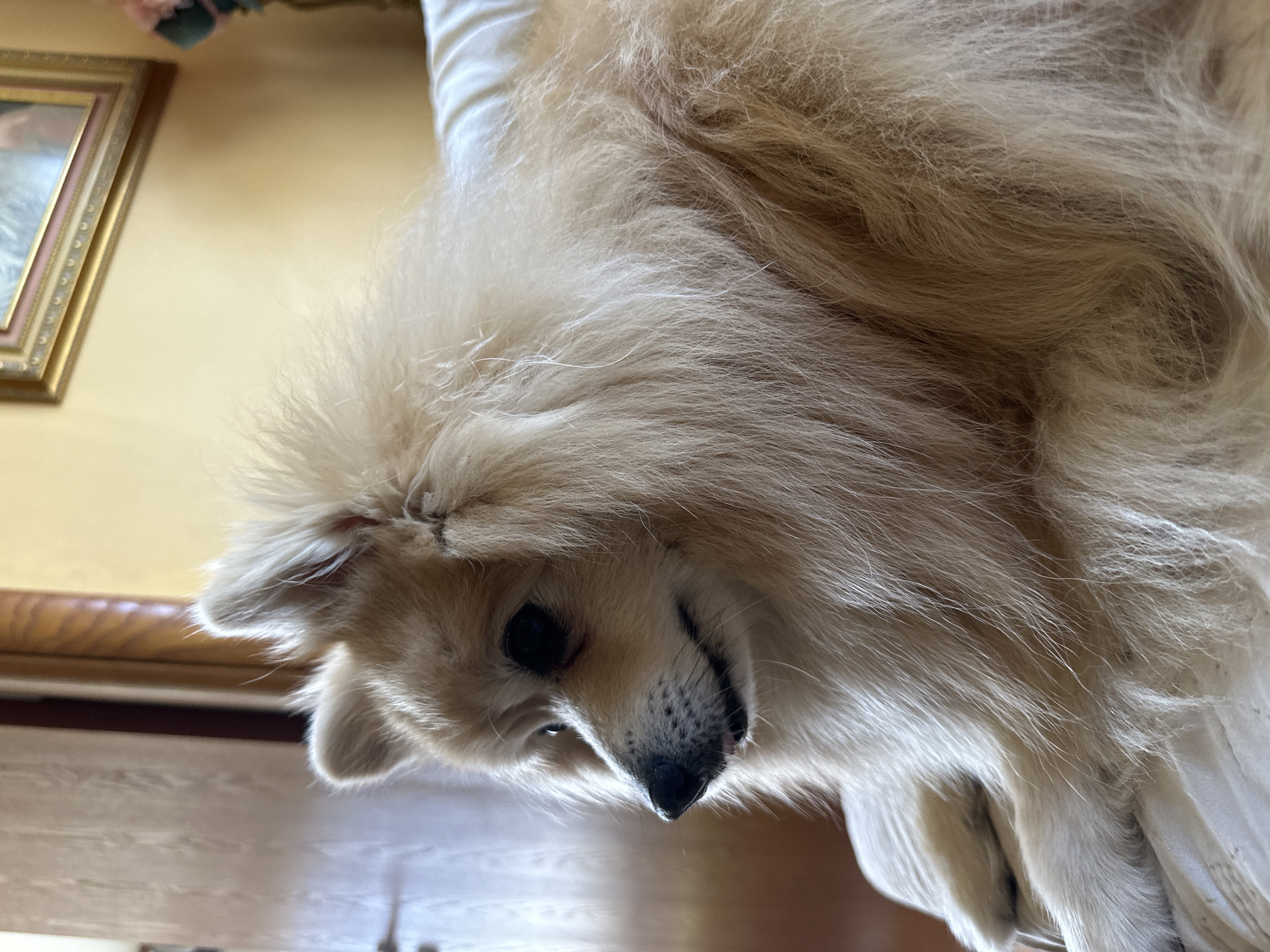 Pomeranian dog and street scenes documented in Dimitrovgrad, Bulgaria