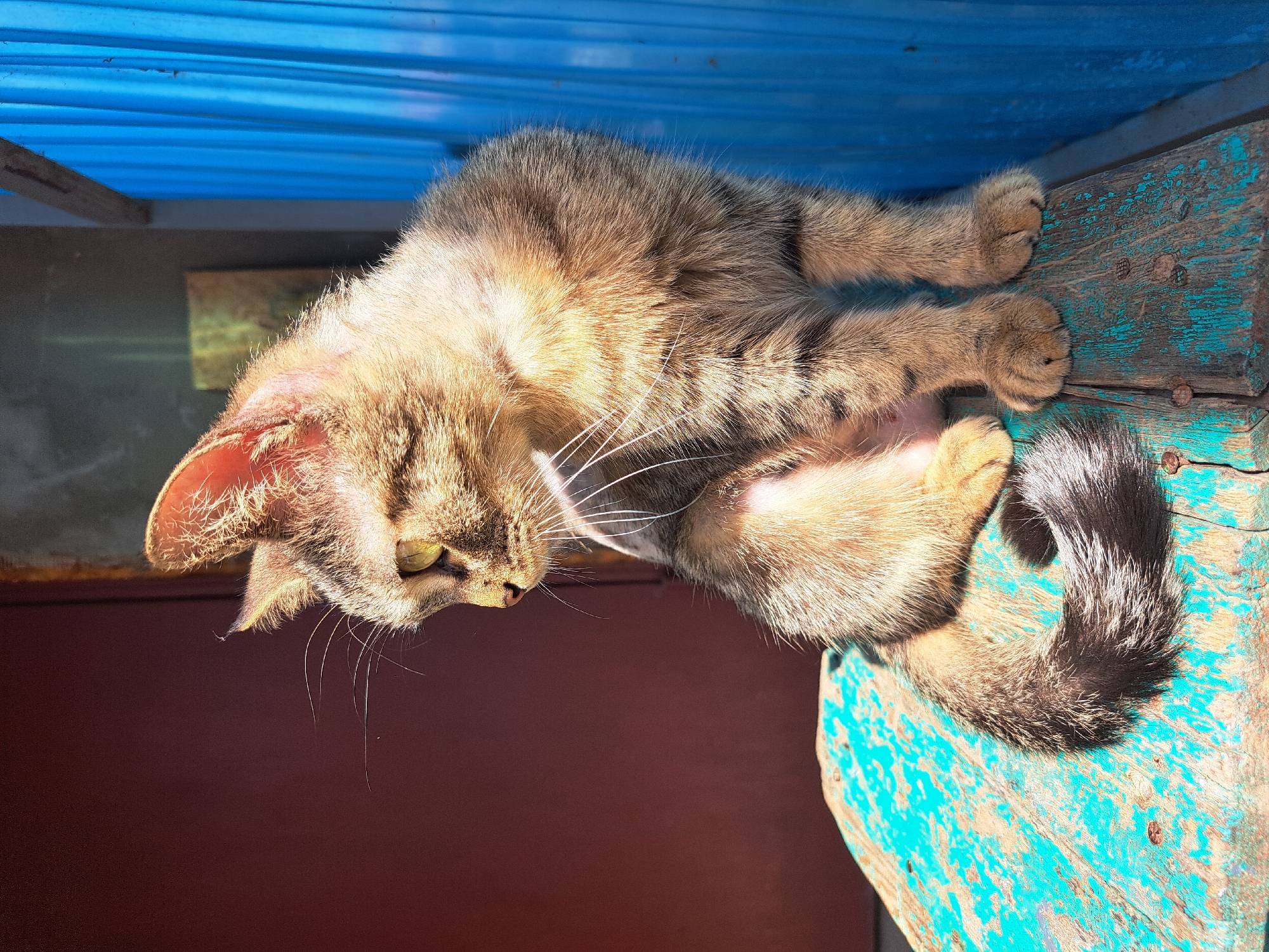 Cats of Vypasne spending a summer afternoon doing cat things