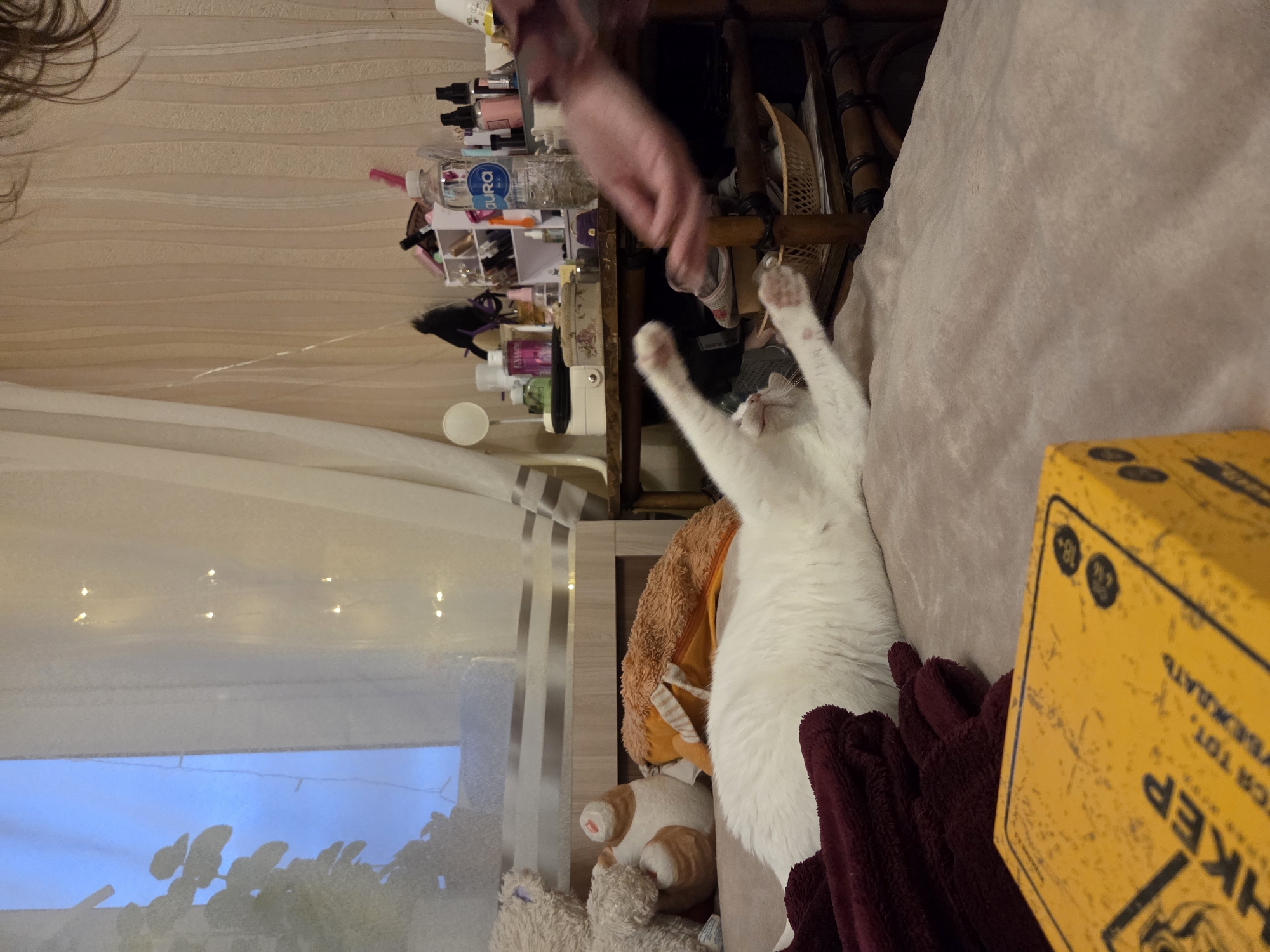 Quiet afternoon documented through pets, tattoos, and home details