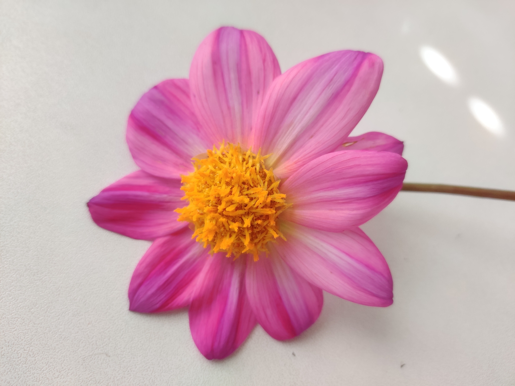 Pink dahlias and crystal beads catch morning light in Yekaterinburg