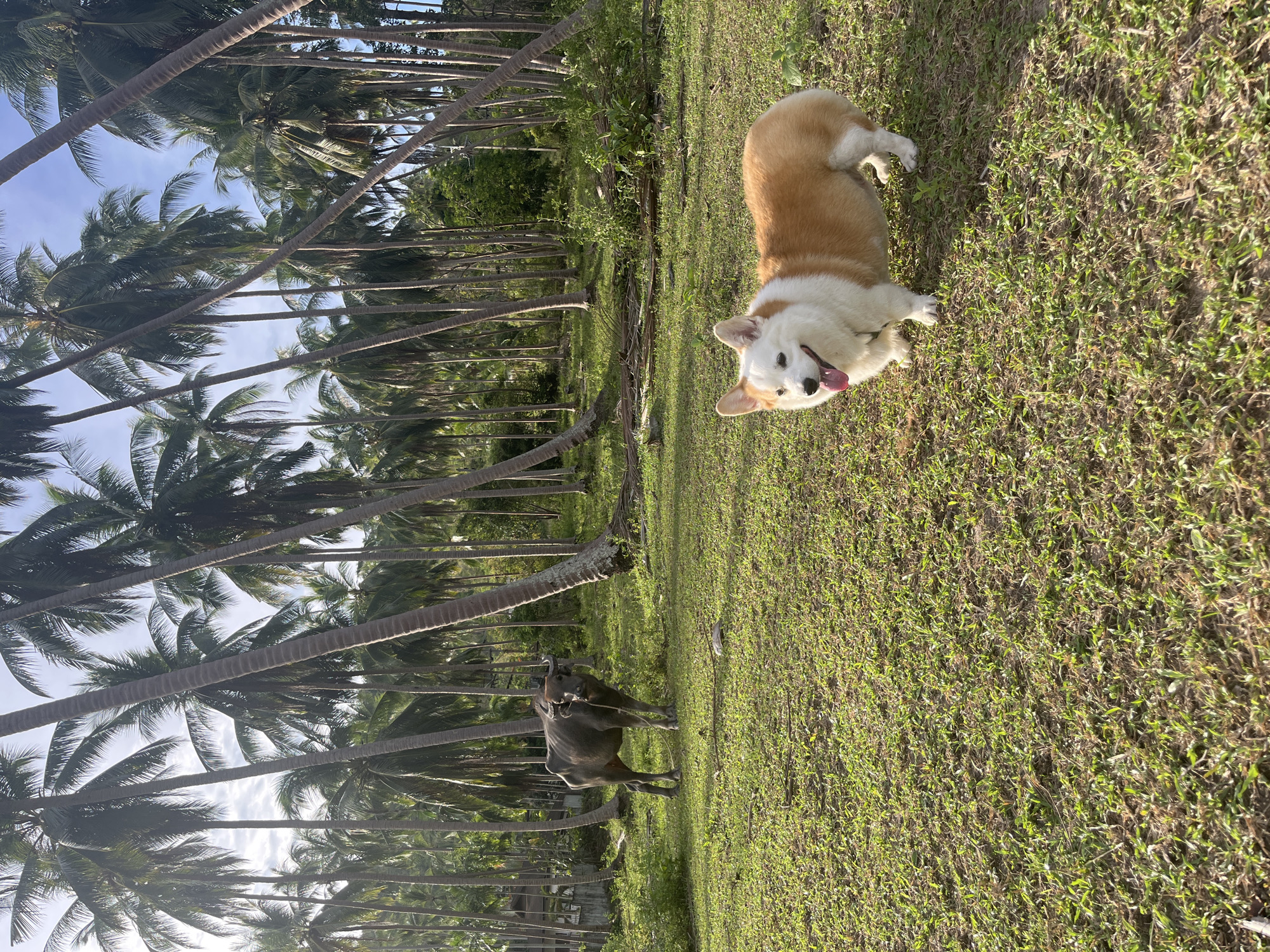 Corgi dog rests in sunny Thai village scene