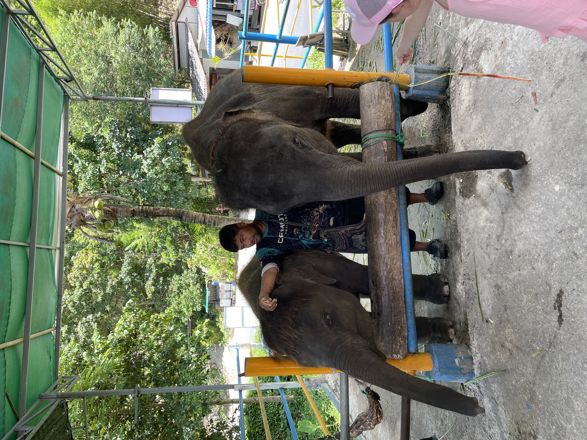 Visitors interact with elephants at Chalong facility