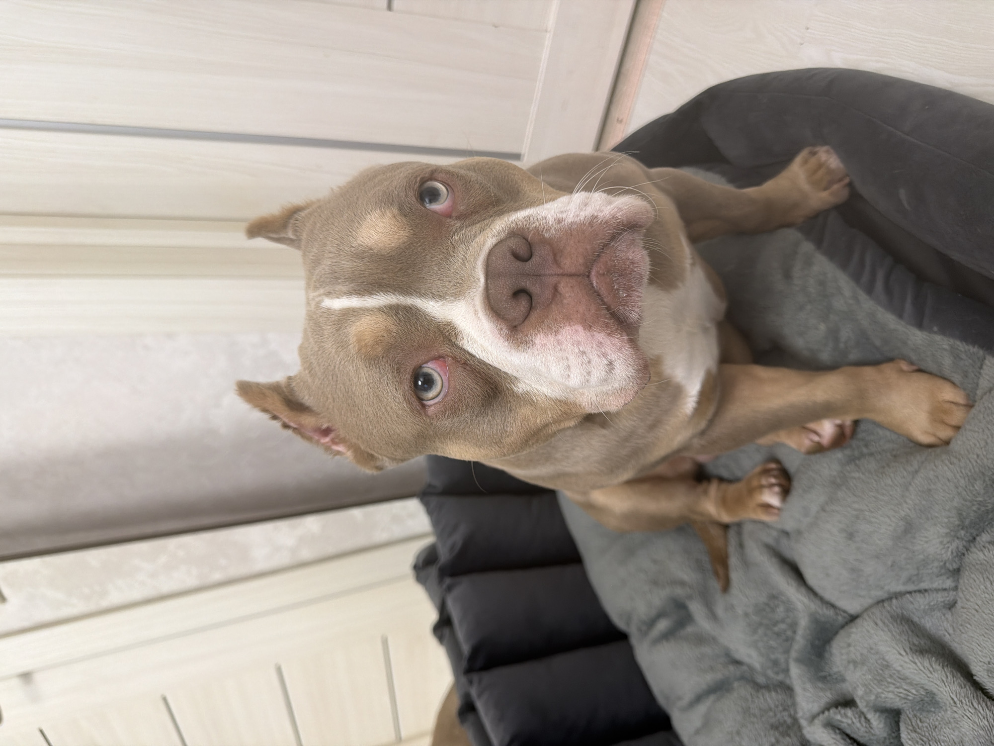 Dogs, cats, makeup hauls, and pink canvas art at home