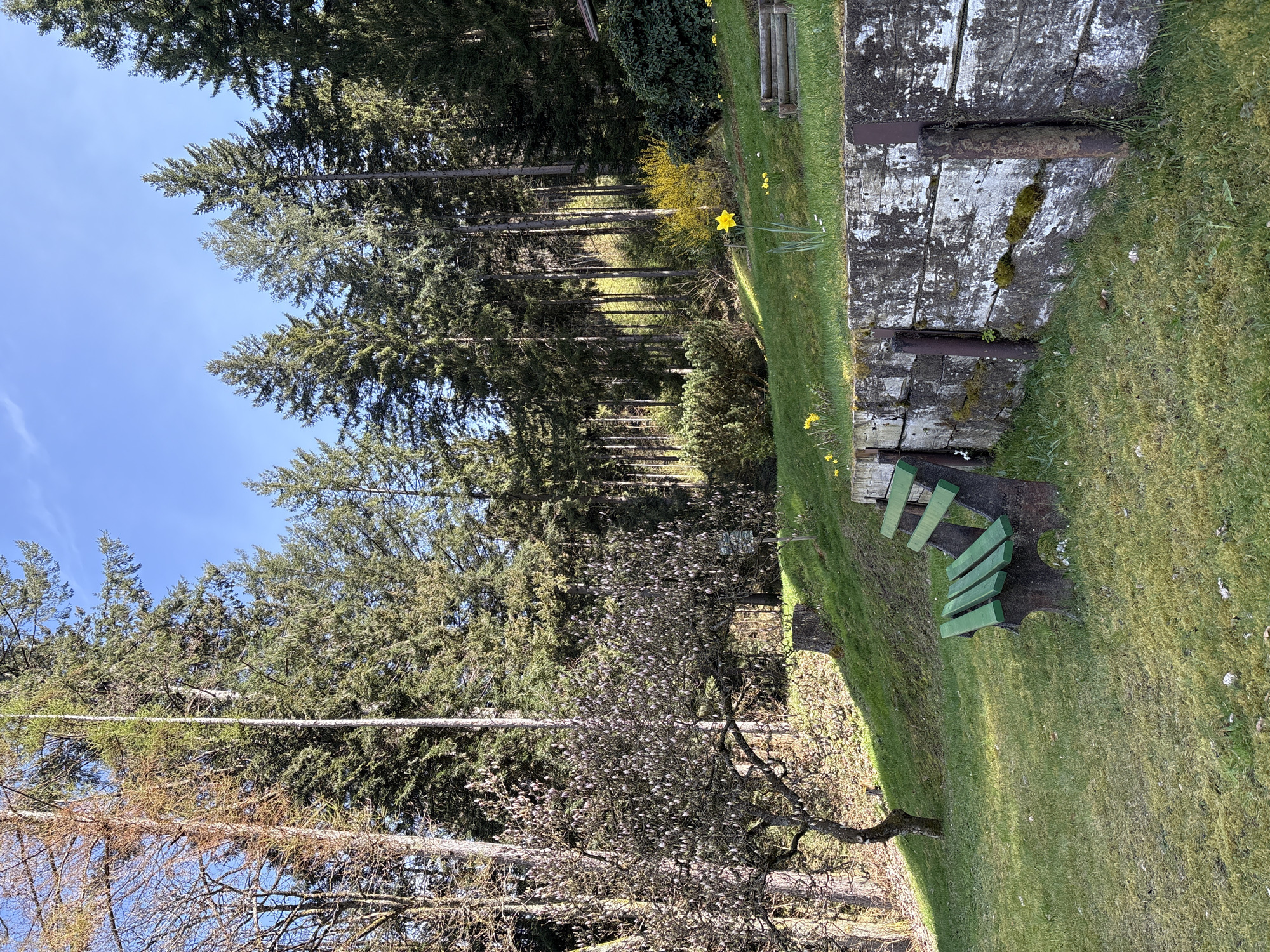 Spring daffodils bloom beside bench in Forbach, Germany