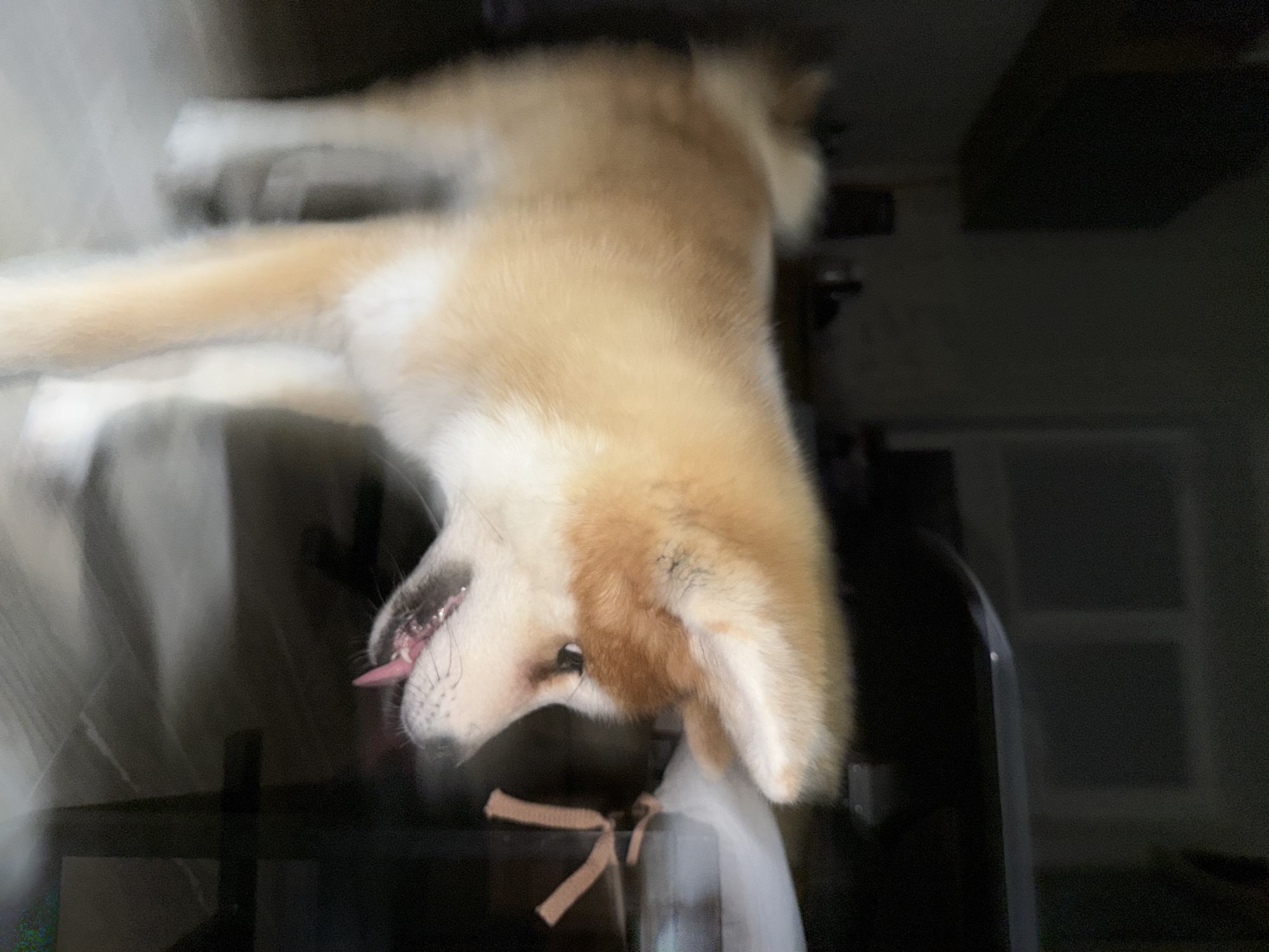 Akita dog explores furniture in Chaikovsky home