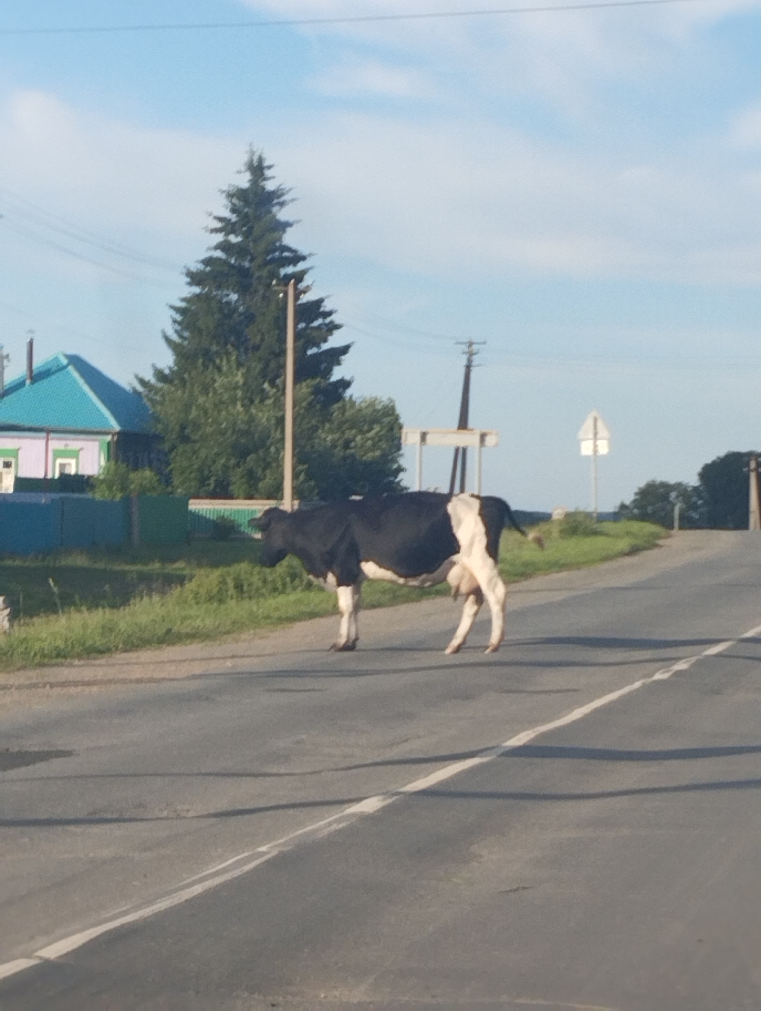 Road trip through rural Central Asian countryside, livestock and all