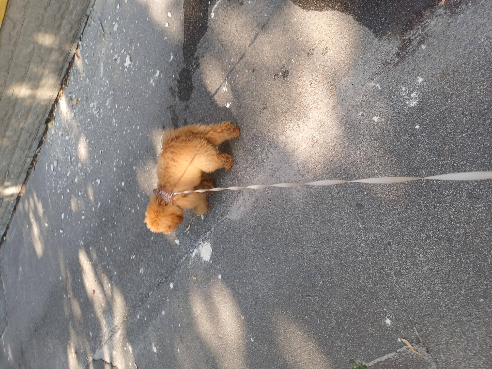 Fluffy dog on a morning walk through Kyiv streets