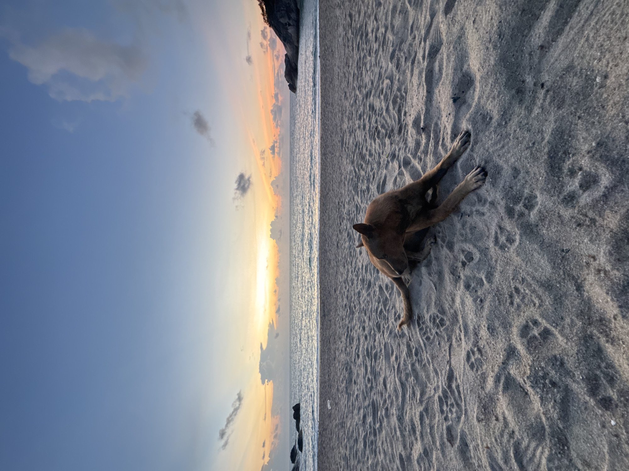Dog rests on Thai beach during sunset in Baan Thong Nang