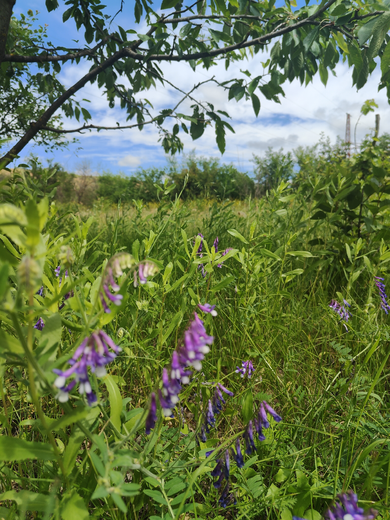 Summer morning scenes around gardens and fields in Kryvyi Rih