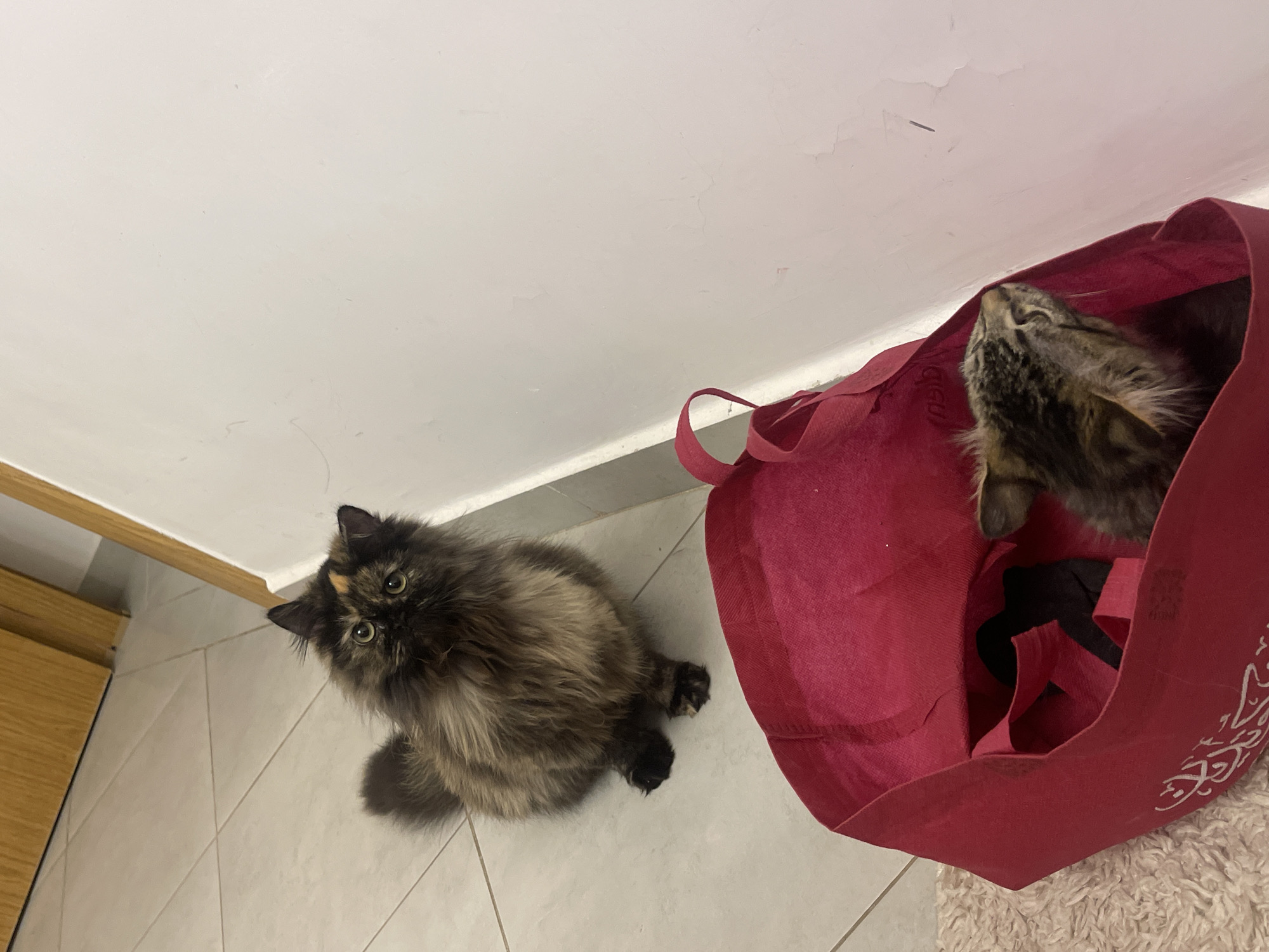 Cats and kittens filmed during evening household activities in Marrakesh