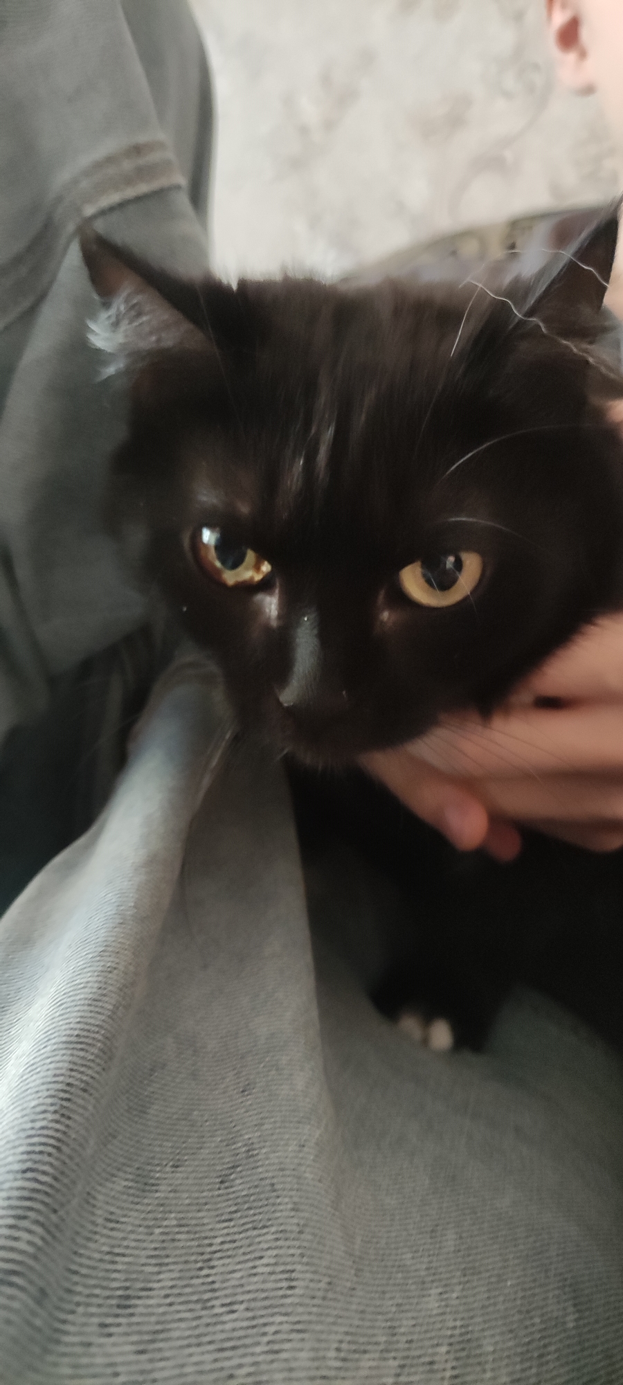 Person holds black cat in Прикамский, Russia