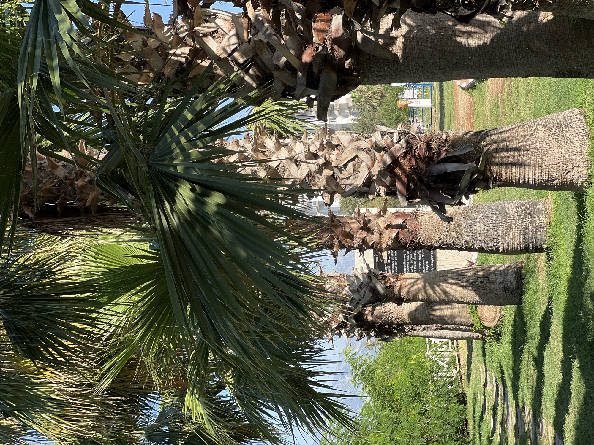 Sunny stroll along Antalya's palm-lined bicycle path