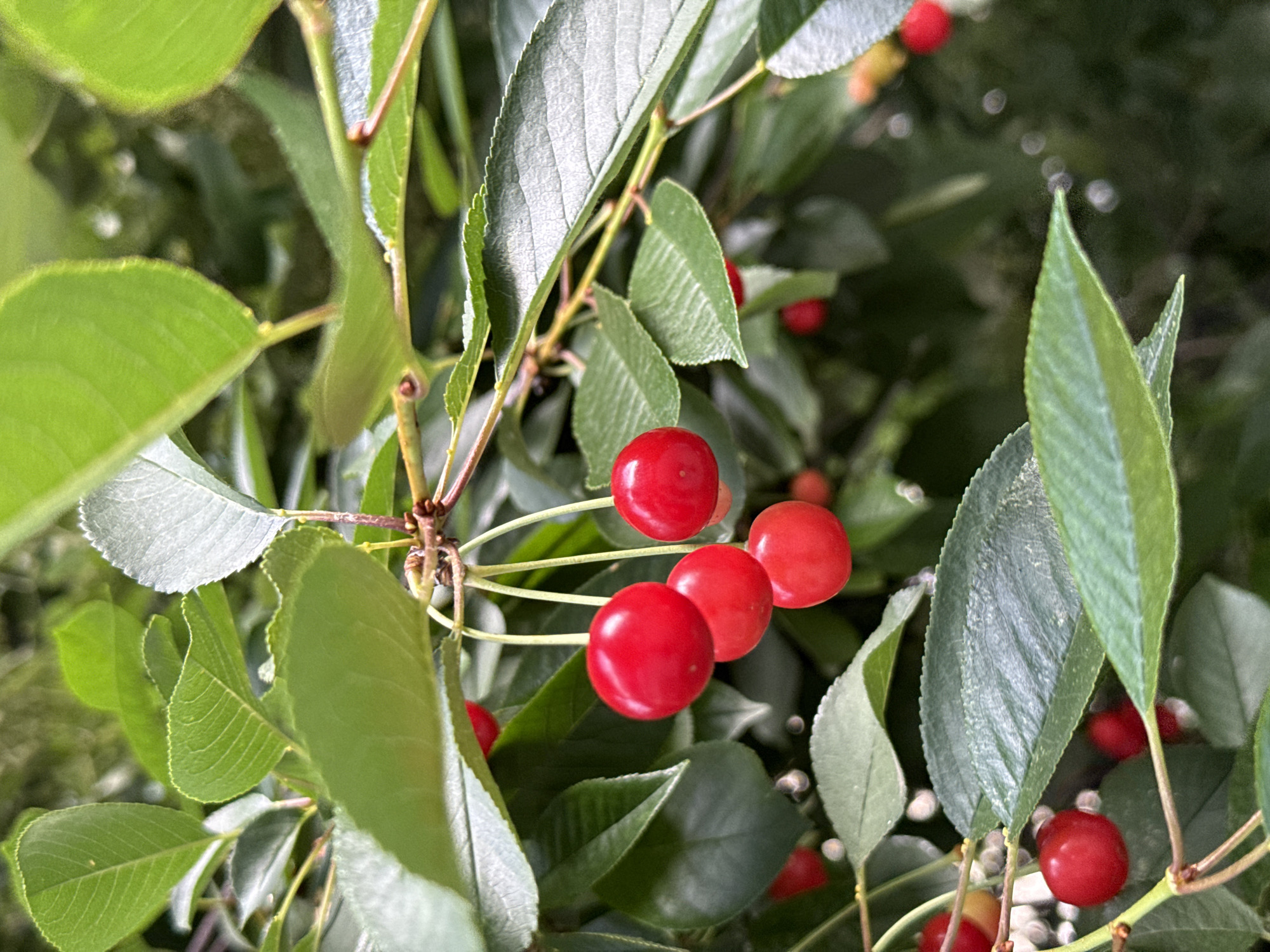 Morning memories captured in Pleven: cherries and rest