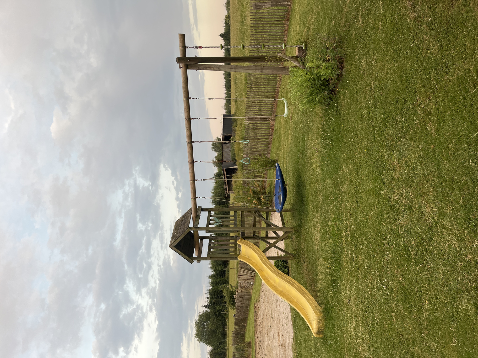 Cows grazing at dusk beside a backyard playground on a rural property.