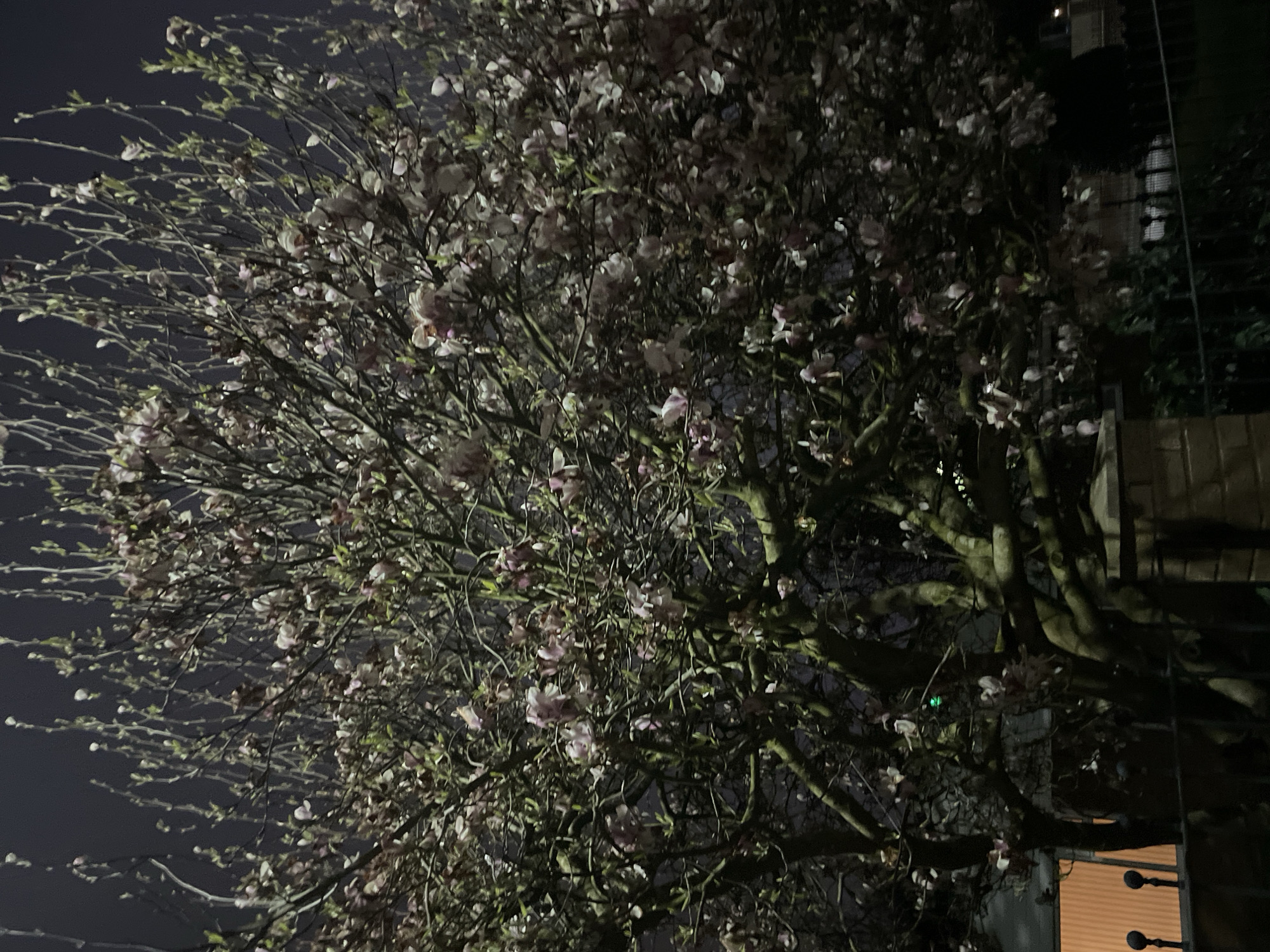 Blooming tree illuminated at night in Salford