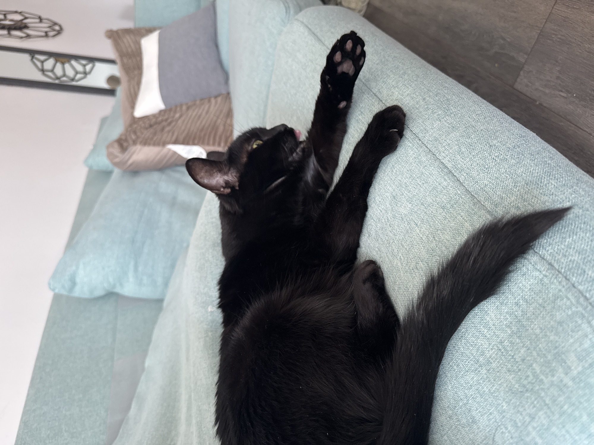 Gatineau resident bakes cookies while black cat lounges nearby