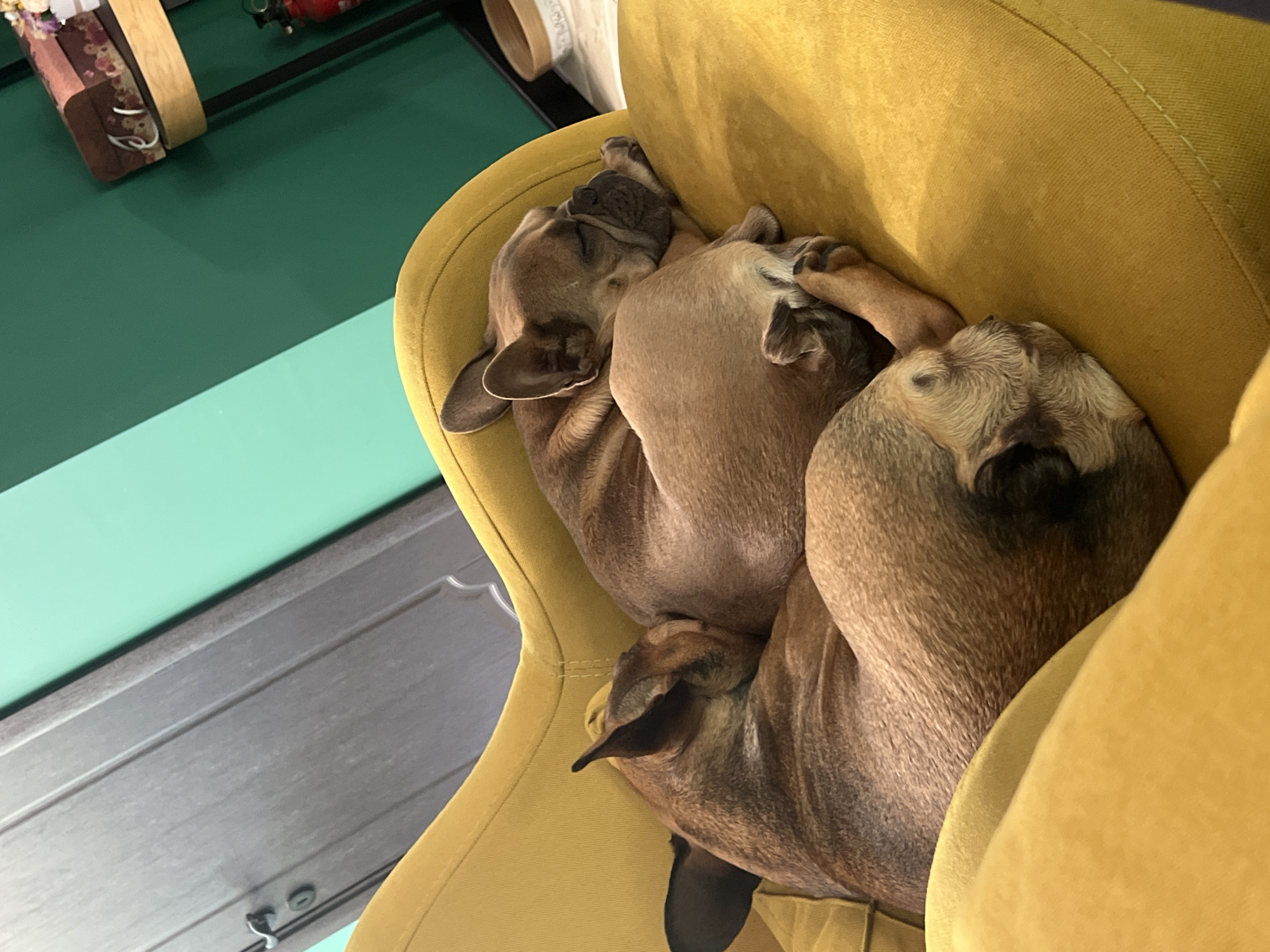 Quiet Friday morning captured in Burgas home with pets, selfies