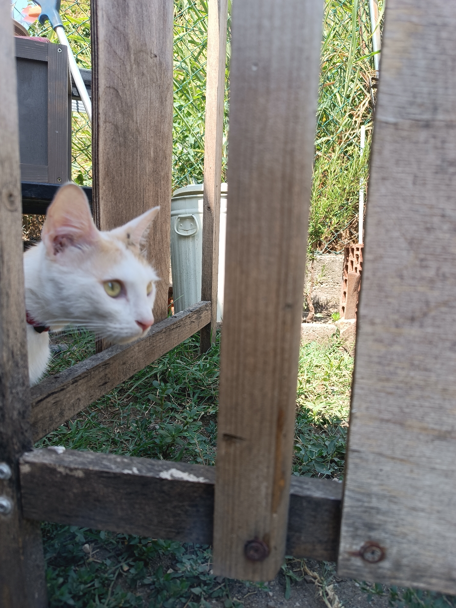 Calico cat on a leash explores a Viadana garden