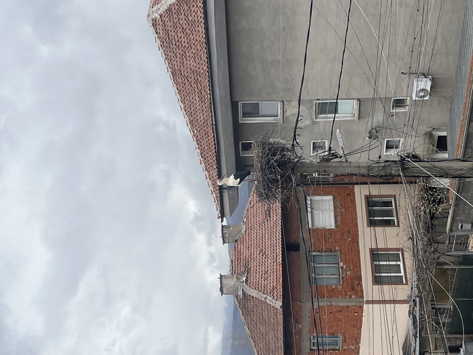 White stork spotted nesting on utility pole in Bulgaria