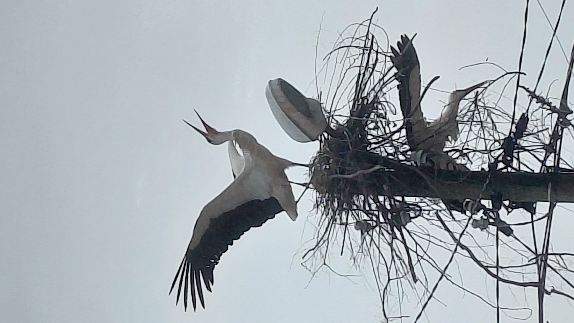 Morning observations capture urban stork flight, protein bar products