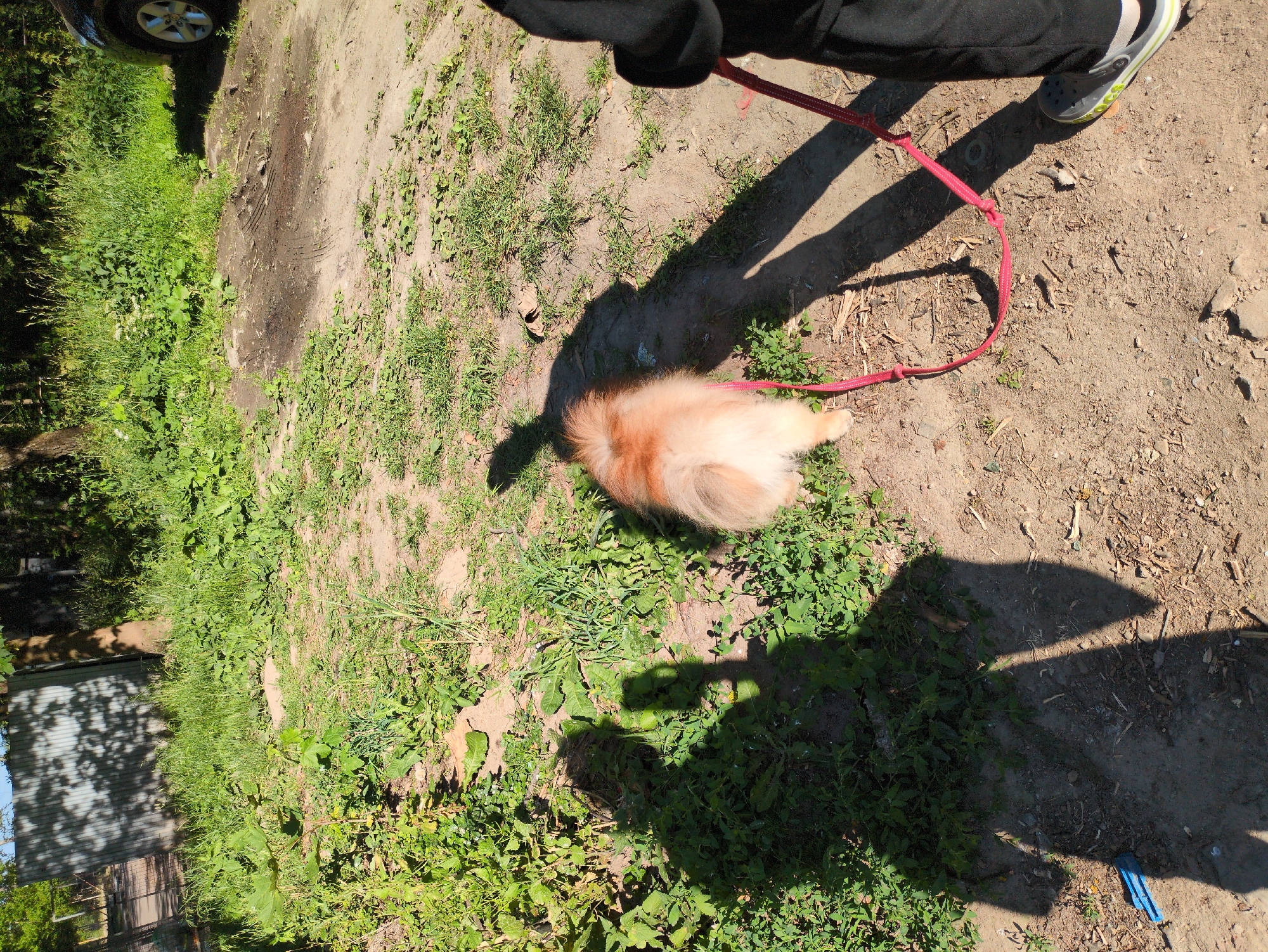 Bikes, dogs, cats, and blooms in a quiet neighborhood