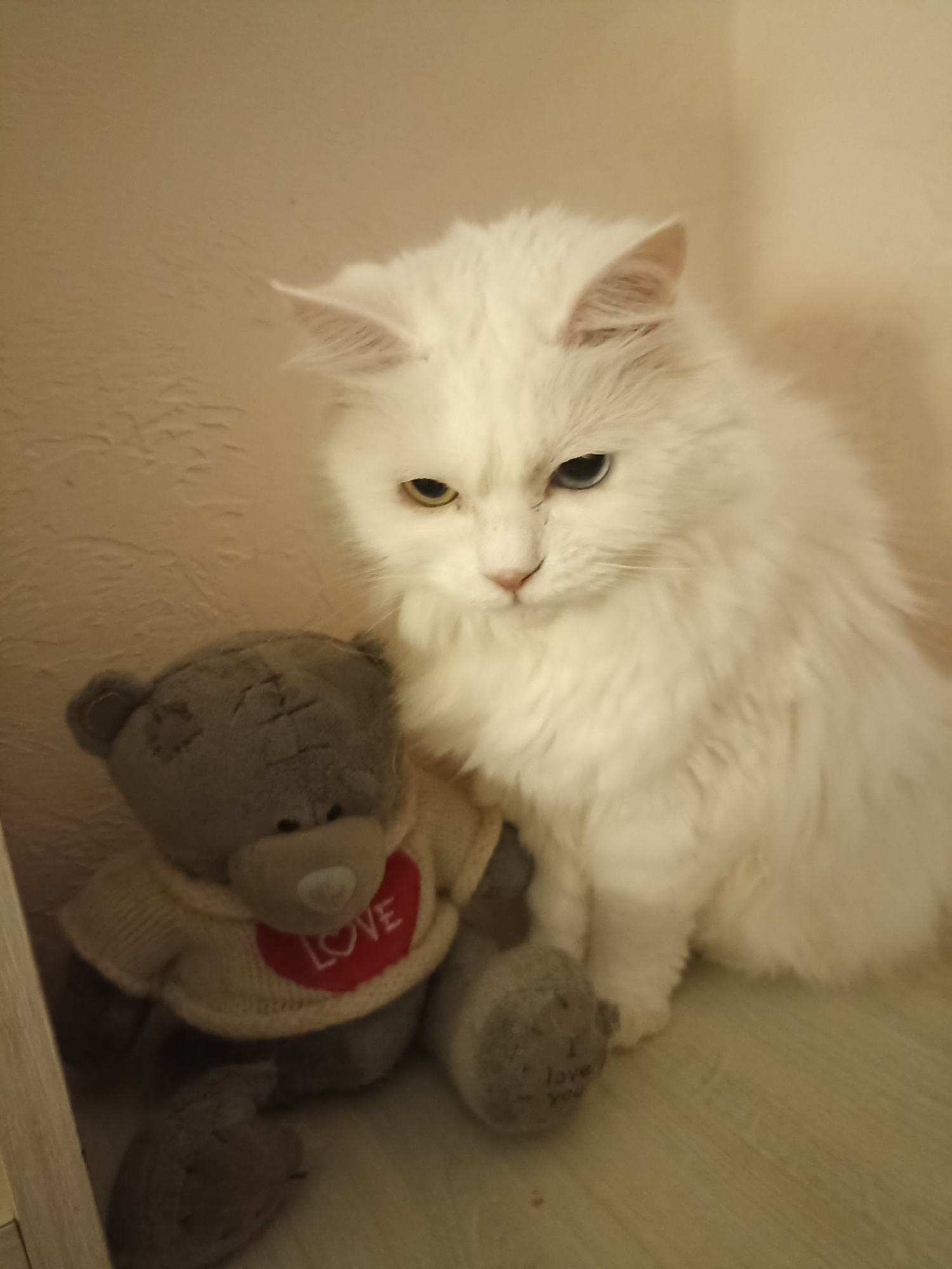Pets photographed in everyday moments across Velykodolynske homes