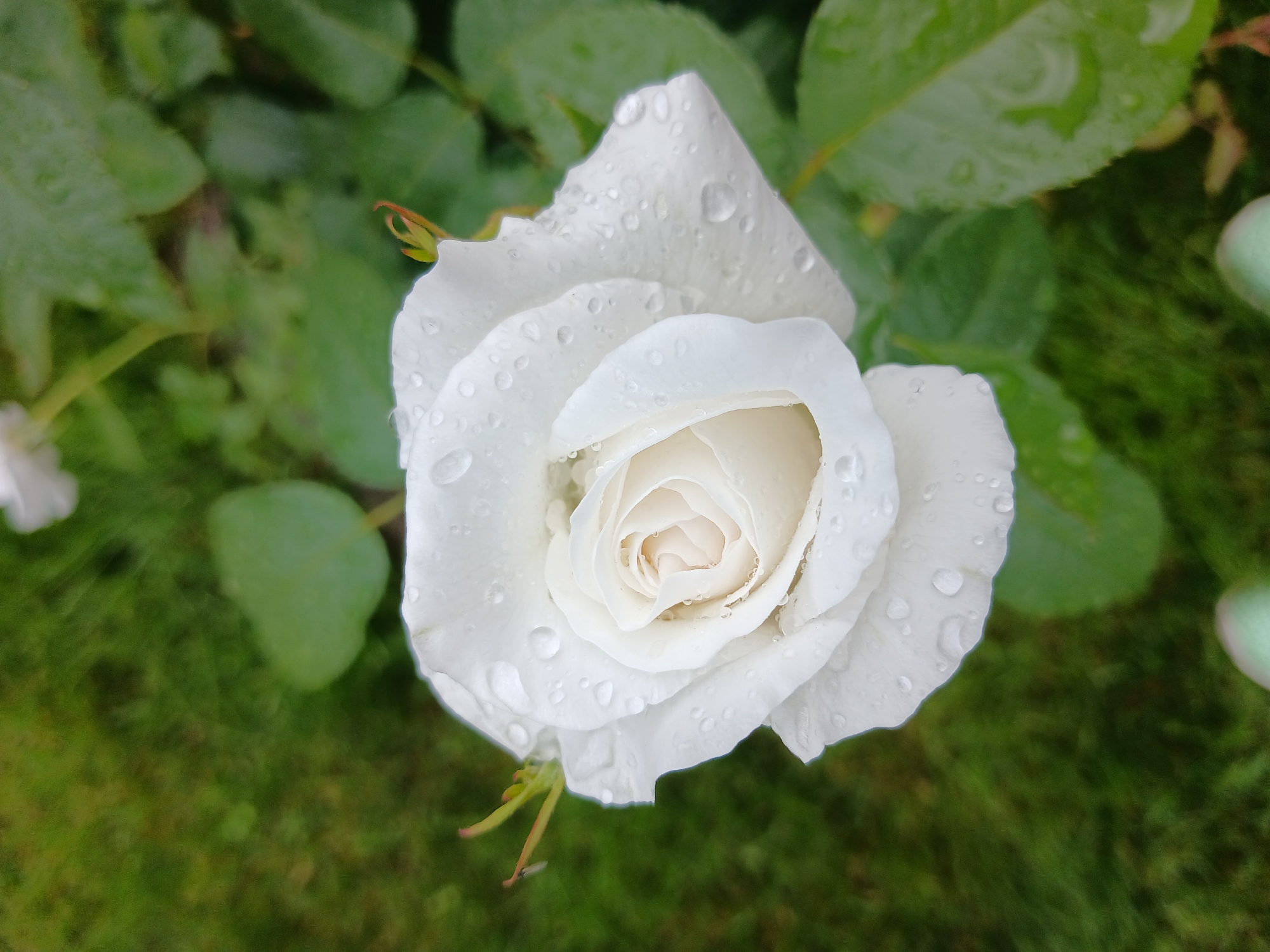 Post-rain garden in Aksin'ino, roses and a Samoyed